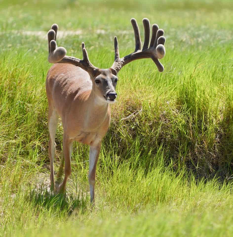 This M3 Whitetails buck is growing out nicely at our Texas whitetail deer farm. M3 Whitetails are Texas deer breeders that specialize in raising and selling whitetail Breeder Bucks, whitetail DMP Bucks, whitetail Stocker Bucks, as well as open and bred whitetail does. Big Texas Typicals are what buyers want when buying Texas DMP Bucks, Stocker Bucks, and Breeder Bucks. Our whitetail deer for sale are sure to impress prospective buyers and are priced competitively.