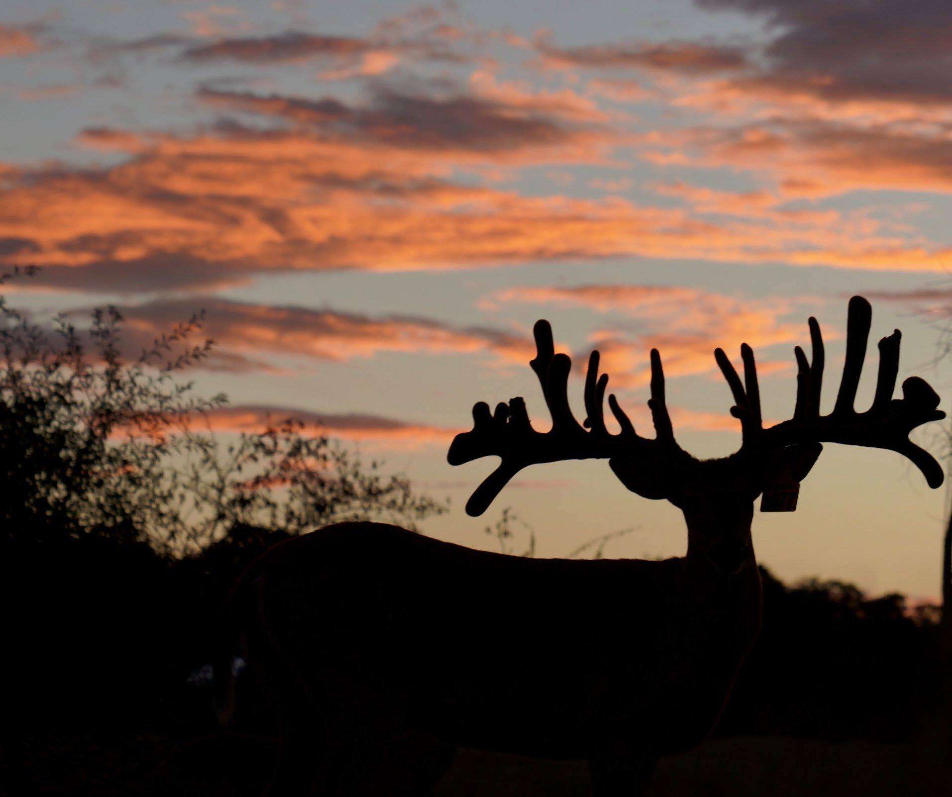 This M3 Whitetails buck is growing out nicely at our Texas whitetail deer farm. M3 Whitetails are Texas deer breeders that specialize in raising and selling whitetail Breeder Bucks, whitetail DMP Bucks, whitetail Stocker Bucks, as well as open and bred whitetail does. Big Texas Typicals are what buyers want when buying Texas DMP Bucks, Stocker Bucks, and Breeder Bucks. Our whitetail deer for sale are sure to impress prospective buyers and are priced competitively.