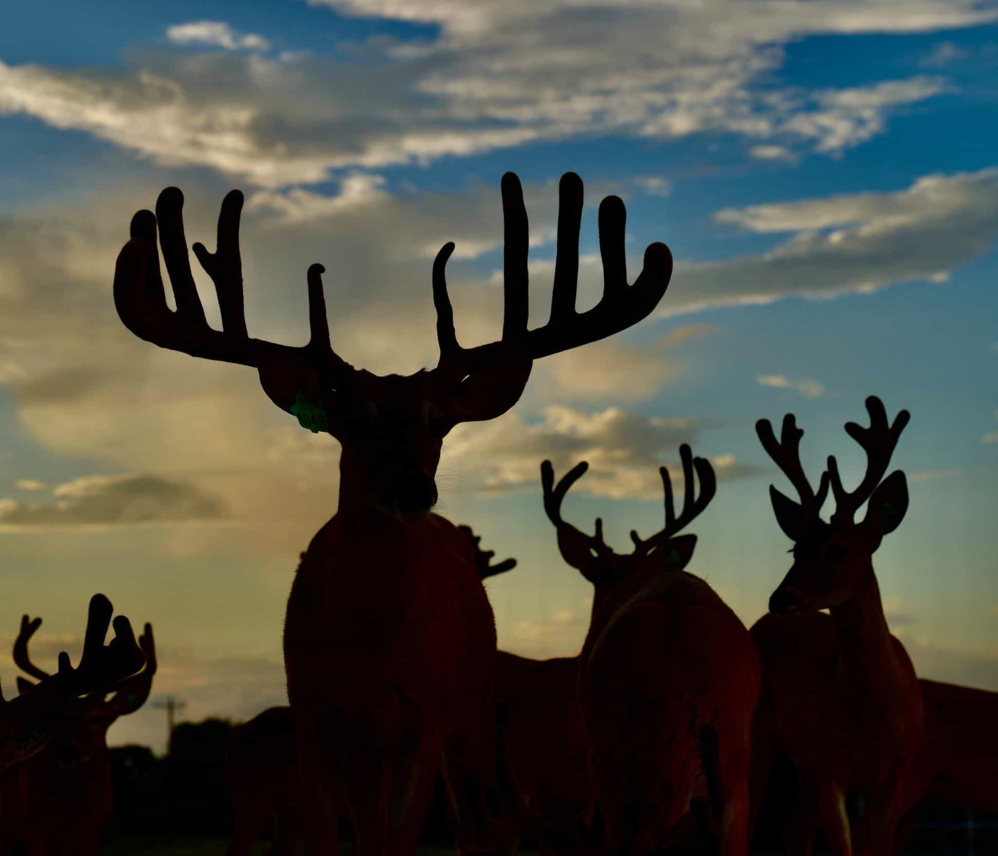 These M3 Whitetails bucks are growing out nicely at our Texas whitetail deer farm. M3 Whitetails are Texas deer breeders that specialize in raising and selling whitetail Breeder Bucks, whitetail DMP Bucks, whitetail Stocker Bucks, as well as open and bred whitetail does. Big Texas Typicals are what buyers want when buying Texas DMP Bucks, Stocker Bucks, and Breeder Bucks. Our whitetail deer for sale are sure to impress prospective buyers and are priced competitively.