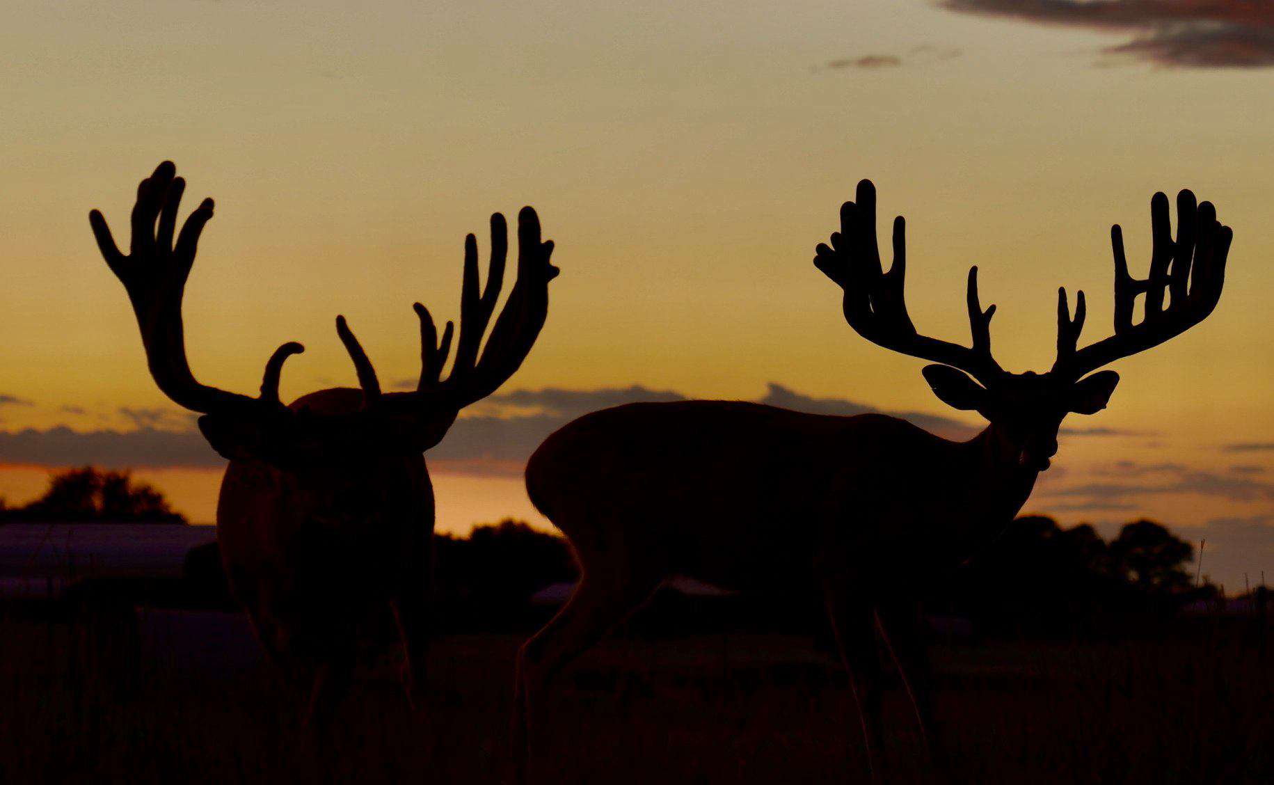 These M3 Whitetails bucks are growing out nicely at our Texas whitetail deer farm. M3 Whitetails are Texas deer breeders that specialize in raising and selling whitetail Breeder Bucks, whitetail DMP Bucks, whitetail Stocker Bucks, as well as open and bred whitetail does. Big Texas Typicals are what buyers want when buying Texas DMP Bucks, Stocker Bucks, and Breeder Bucks. Our whitetail deer for sale are sure to impress prospective buyers and are priced competitively.