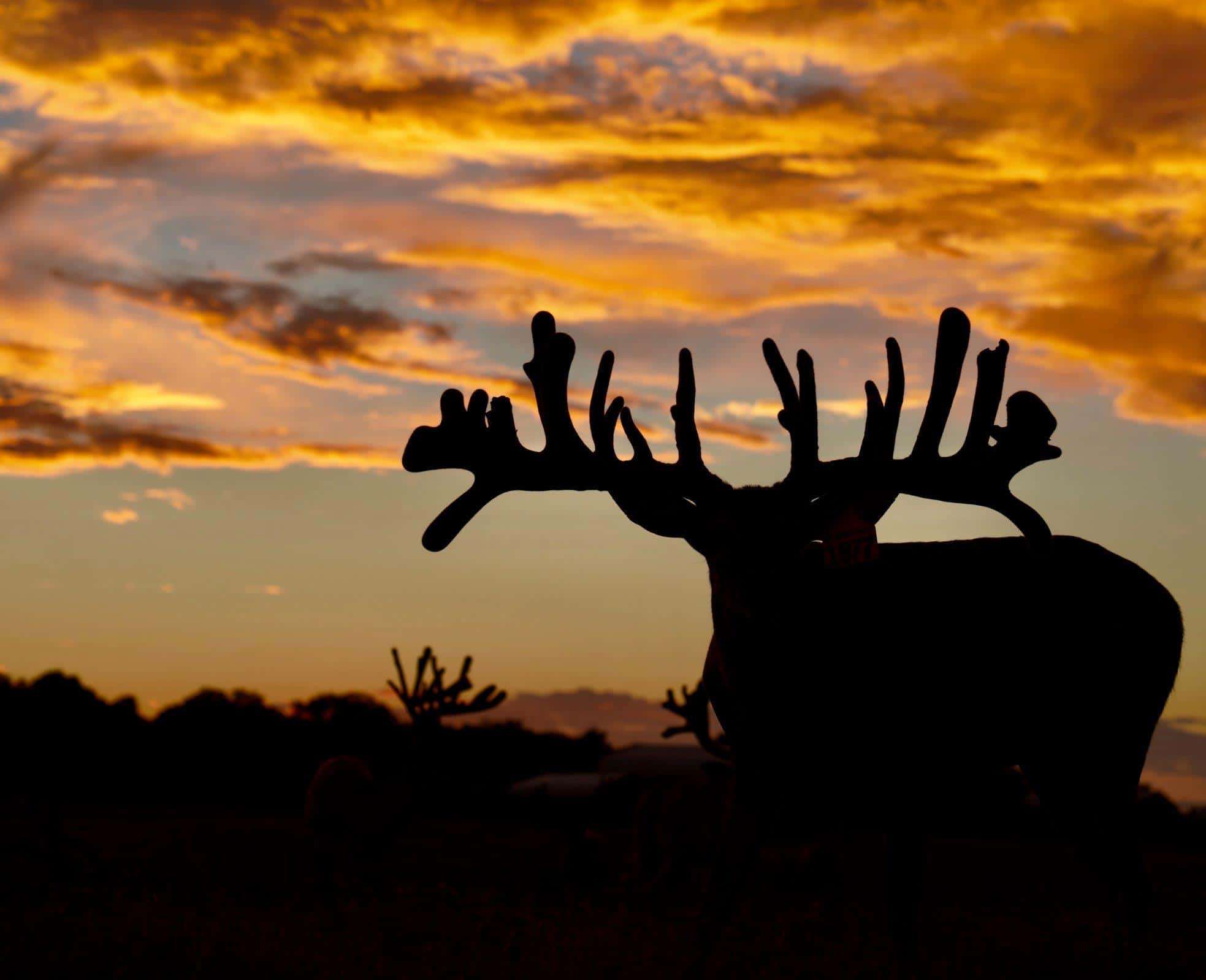 This M3 Whitetails buck is growing out nicely at our Texas whitetail deer farm. M3 Whitetails are Texas deer breeders that specialize in raising and selling whitetail Breeder Bucks, whitetail DMP Bucks, whitetail Stocker Bucks, as well as open and bred whitetail does. Big Texas Typicals are what buyers want when buying Texas DMP Bucks, Stocker Bucks, and Breeder Bucks. Our whitetail deer for sale are sure to impress prospective buyers and are priced competitively.