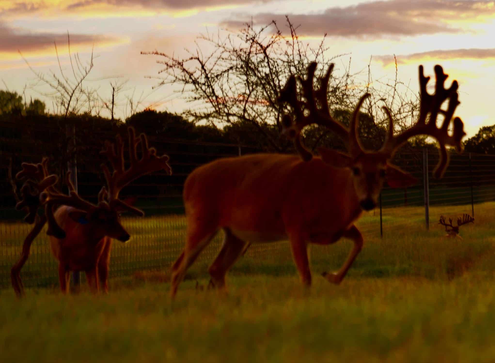 These M3 Whitetails bucks are growing out nicely at our Texas whitetail deer farm. M3 Whitetails are Texas deer breeders that specialize in raising and selling whitetail Breeder Bucks, whitetail DMP Bucks, whitetail Stocker Bucks, as well as open and bred whitetail does. Big Texas Typicals are what buyers want when buying Texas DMP Bucks, Stocker Bucks, and Breeder Bucks. Our whitetail deer for sale are sure to impress prospective buyers and are priced competitively.