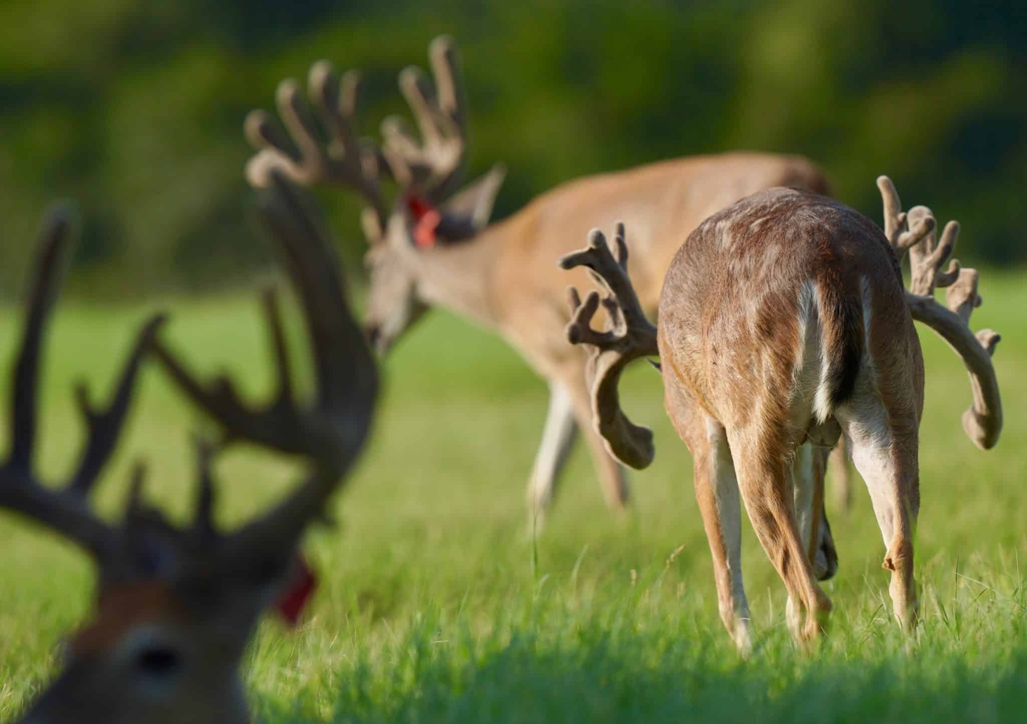 These M3 Whitetails bucks are growing out nicely at our Texas whitetail deer farm. M3 Whitetails are Texas deer breeders that specialize in raising and selling whitetail Breeder Bucks, whitetail DMP Bucks, whitetail Stocker Bucks, as well as open and bred whitetail does. Big Texas Typicals are what buyers want when buying Texas DMP Bucks, Stocker Bucks, and Breeder Bucks. Our whitetail deer for sale are sure to impress prospective buyers and are priced competitively.