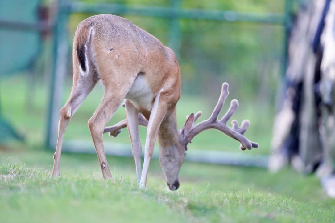 This M3 Whitetails buck is growing out nicely at our Texas whitetail deer farm. M3 Whitetails are Texas deer breeders that specialize in raising and selling whitetail Breeder Bucks, whitetail DMP Bucks, whitetail Stocker Bucks, as well as open and bred whitetail does. Big Texas Typicals are what buyers want when buying Texas DMP Bucks, Stocker Bucks, and Breeder Bucks. Our whitetail deer for sale are sure to impress prospective buyers and are priced competitively.