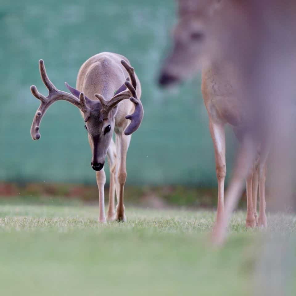 These M3 Whitetails bucks are growing out nicely at our Texas whitetail deer farm. M3 Whitetails are Texas deer breeders that specialize in raising and selling whitetail Breeder Bucks, whitetail DMP Bucks, whitetail Stocker Bucks, as well as open and bred whitetail does. Big Texas Typicals are what buyers want when buying Texas DMP Bucks, Stocker Bucks, and Breeder Bucks. Our whitetail deer for sale are sure to impress prospective buyers and are priced competitively.