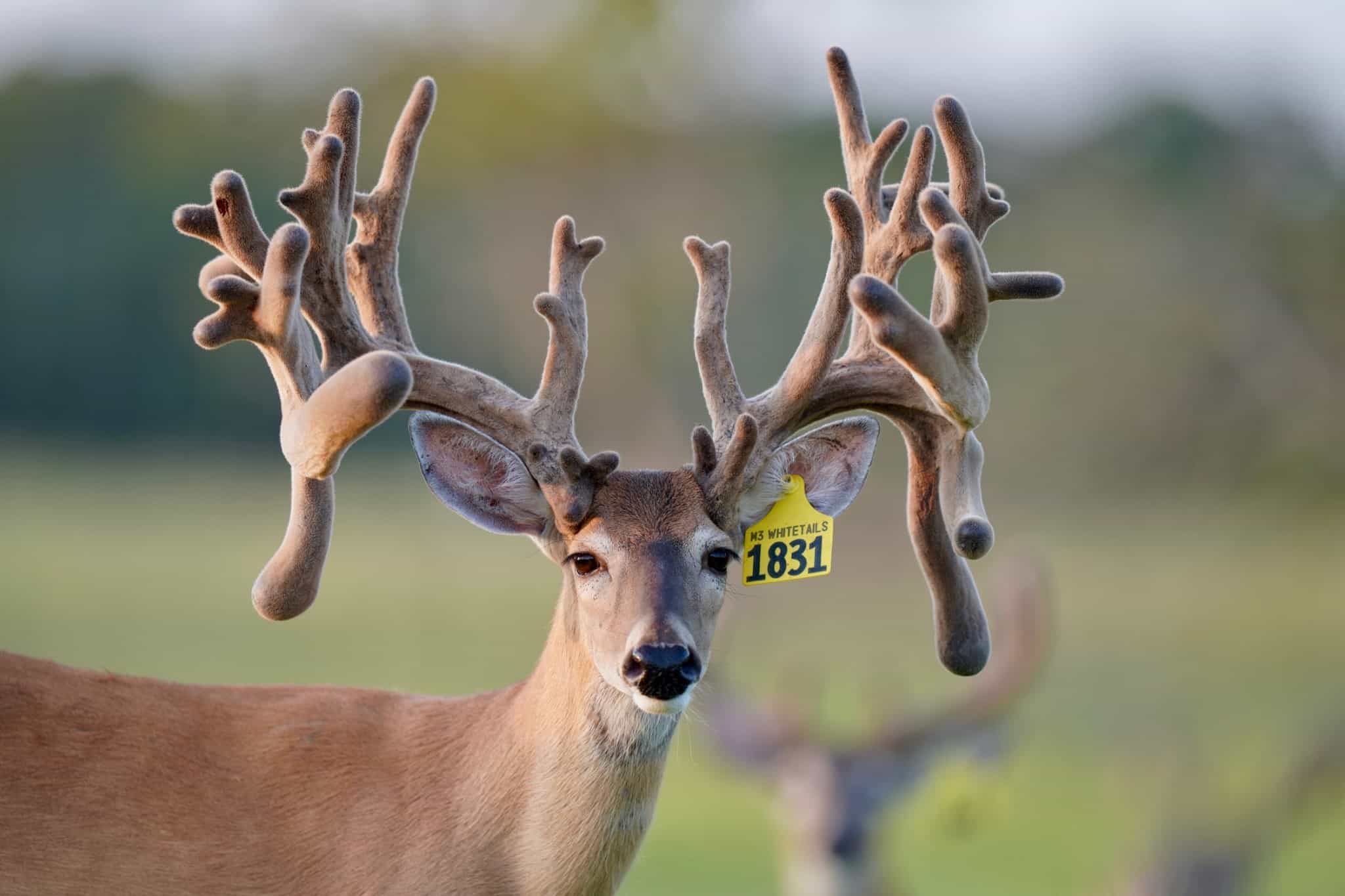 M3 Whitetails….11 years ago… – Deer Breeder In Texas Whitetail Deer For ...