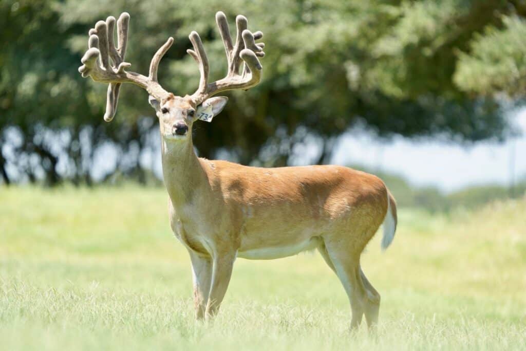 This M3 Whitetails buck is growing out nicely at our Texas whitetail deer farm. M3 Whitetails are Texas deer breeders that specialize in raising and selling whitetail Breeder Bucks, whitetail DMP Bucks, whitetail Stocker Bucks, as well as open and bred whitetail does. Big Texas Typicals are what buyers want when buying Texas DMP Bucks, Stocker Bucks, and Breeder Bucks. Our whitetail deer for sale are sure to impress prospective buyers and are priced competitively.