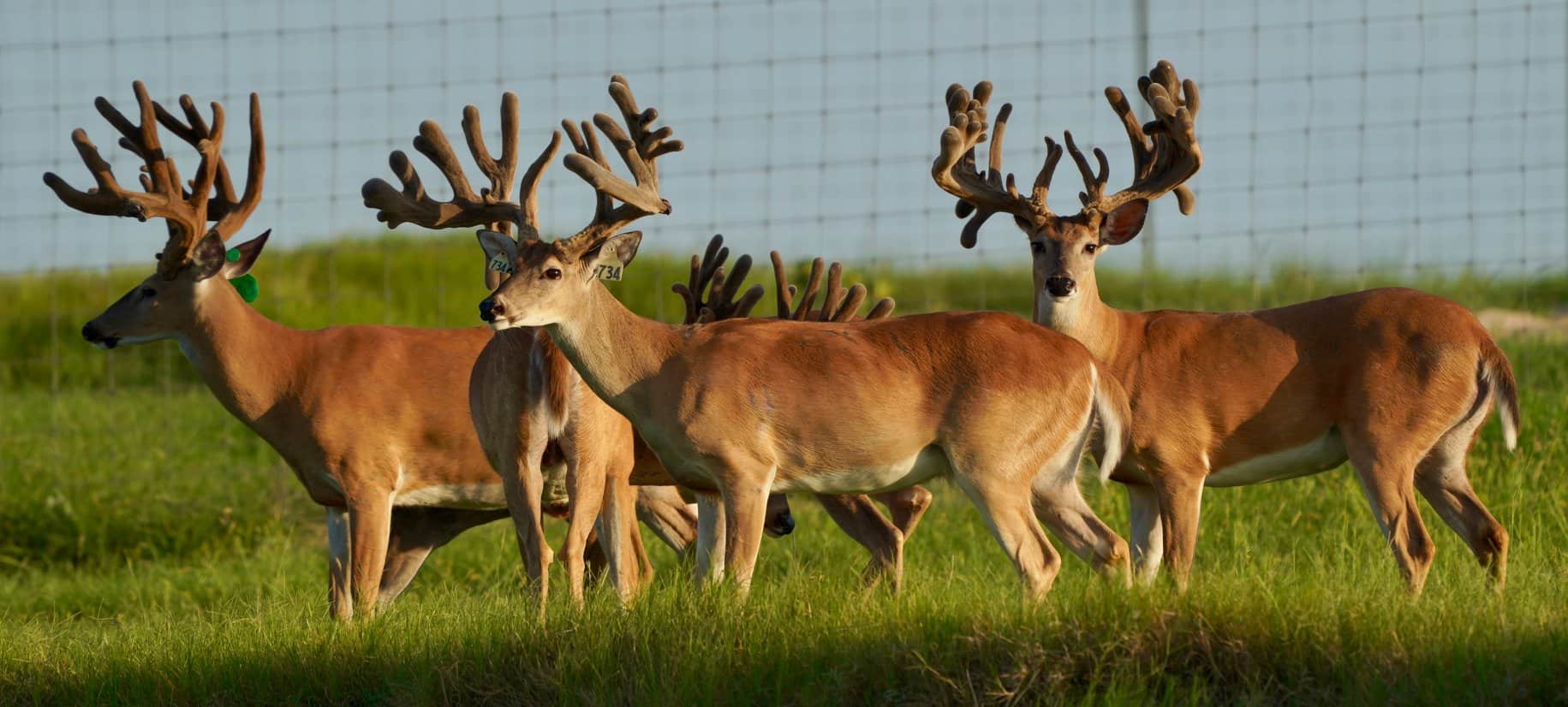 These M3 Whitetails bucks are growing out nicely at our Texas whitetail deer farm. M3 Whitetails are Texas deer breeders that specialize in raising and selling whitetail Breeder Bucks, whitetail DMP Bucks, whitetail Stocker Bucks, as well as open and bred whitetail does. Big Texas Typicals are what buyers want when buying Texas DMP Bucks, Stocker Bucks, and Breeder Bucks. Our whitetail deer for sale are sure to impress prospective buyers and are priced competitively.