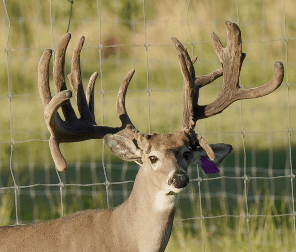 M3 Whitetails are Texas deer breeders that specialize in raising and selling whitetail Breeder Bucks, whitetail DMP Bucks, whitetail Stocker Bucks, as well as open and bred whitetail does. Big Texas Typicals are what buyers want when buying Texas DMP Bucks, Stocker Bucks, and Breeder Bucks. Our whitetail deer for sale are sure to impress prospective buyers and are priced competitively.