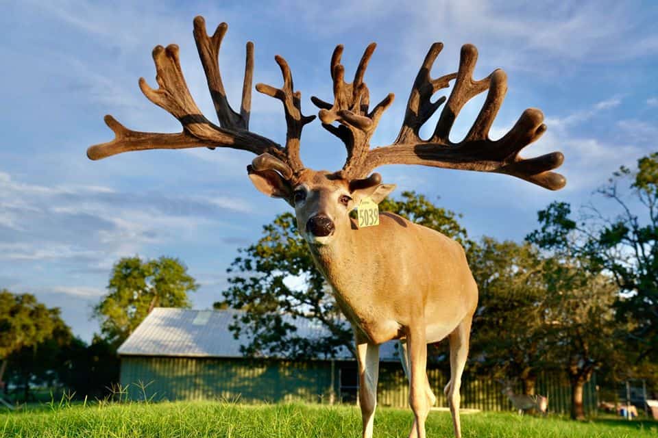 This M3 Whitetails buck is growing out nicely at our Texas whitetail deer farm. M3 Whitetails are Texas deer breeders that specialize in raising and selling whitetail Breeder Bucks, whitetail DMP Bucks, whitetail Stocker Bucks, as well as open and bred whitetail does. Big Texas Typicals are what buyers want when buying Texas DMP Bucks, Stocker Bucks, and Breeder Bucks. Our whitetail deer for sale are sure to impress prospective buyers and are priced competitively.