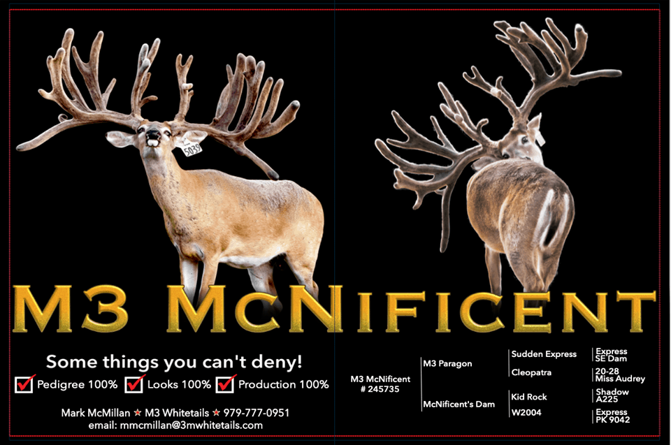 M3 Whitetails breeder buck McNificent is growing out nicely at our Texas whitetail deer farm. M3 Whitetails are Texas deer breeders that specialize in raising and selling whitetail Breeder Bucks, whitetail DMP Bucks, whitetail Stocker Bucks, as well as open and bred whitetail does. Big Texas Typicals are what buyers want when buying Texas DMP Bucks, Stocker Bucks, and Breeder Bucks. Our whitetail deer for sale are sure to impress prospective buyers and are priced competitively.