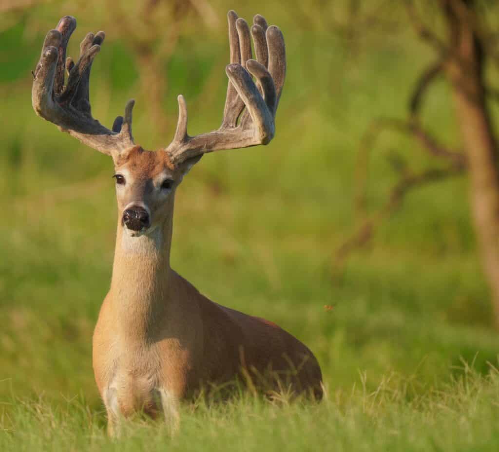 M3 Whitetails….Wider cleaner taller type of look! Deer Breeder In