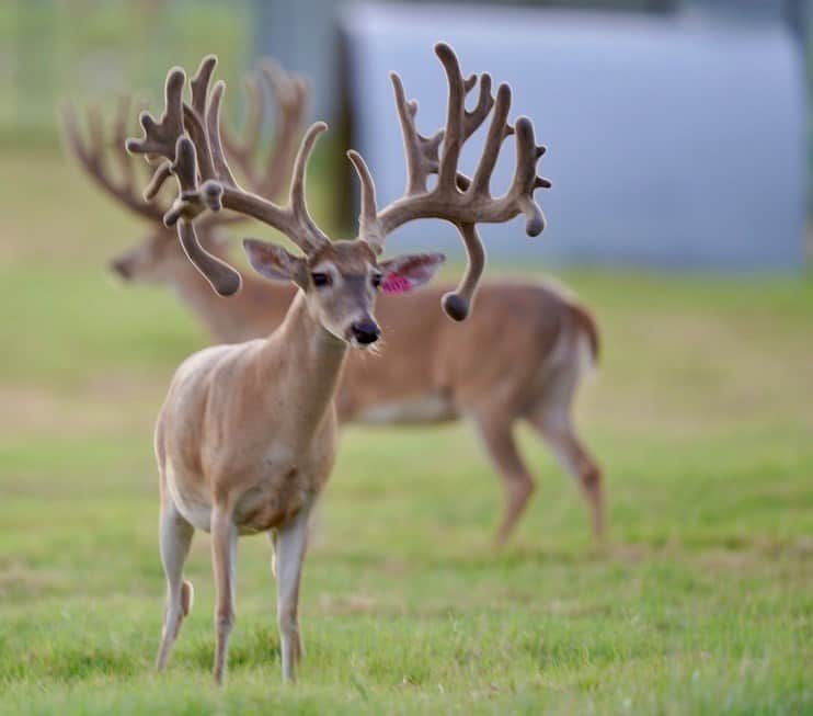 M3 Whitetails….Buck picture taking time of year! – Deer Breeder In ...