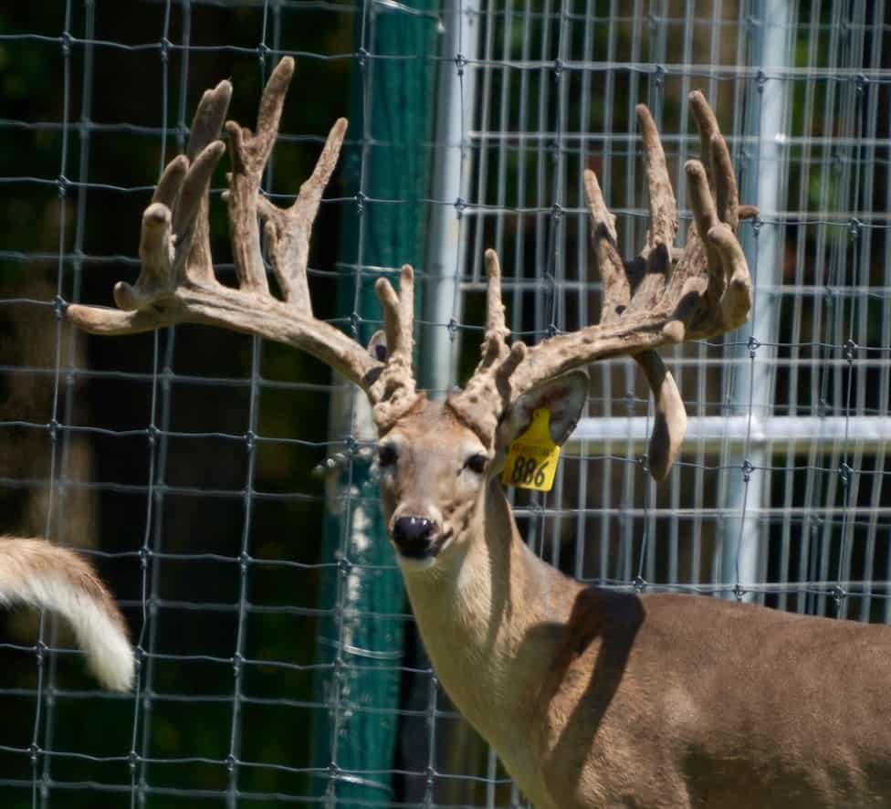 M3 Whitetails…..Don’t judge first year antlers! – Deer Breeder In Texas ...