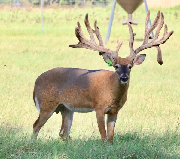 M3 Whitetails…..Battle Stitch is getting it done…. – Deer Breeder In ...