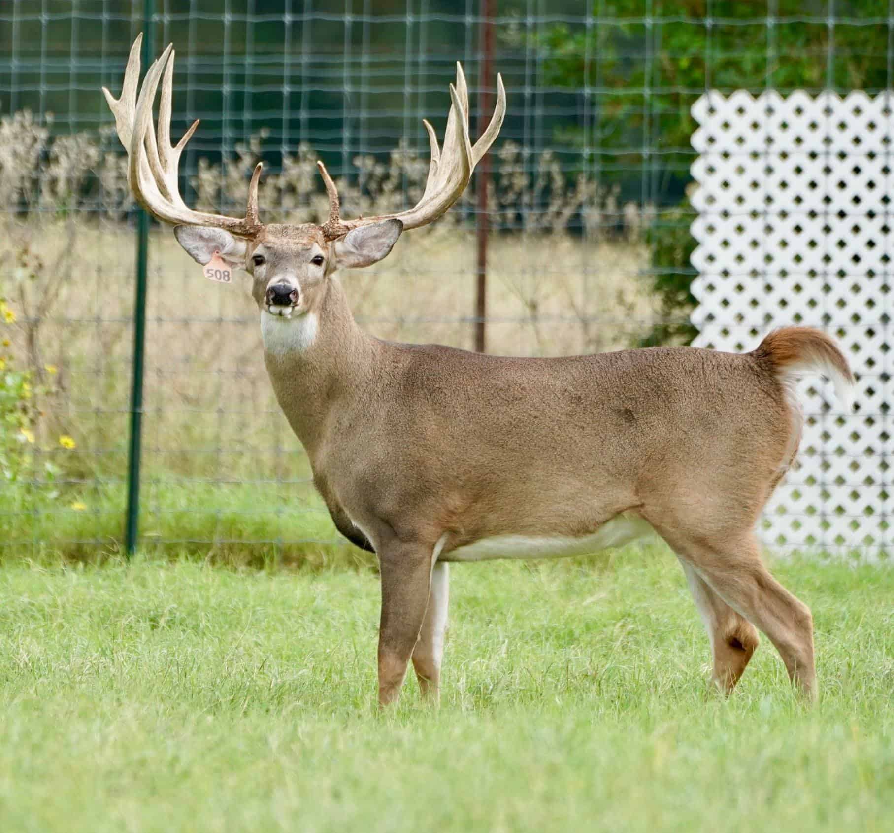 This M3 Whitetails buck is growing out nicely at our Texas whitetail deer farm. M3 Whitetails are Texas deer breeders that specialize in raising and selling whitetail Breeder Bucks, whitetail DMP Bucks, whitetail Stocker Bucks, as well as open and bred whitetail does. Big Texas Typicals are what buyers want when buying Texas DMP Bucks, Stocker Bucks, and Breeder Bucks. Our whitetail deer for sale are sure to impress prospective buyers and are priced competitively.