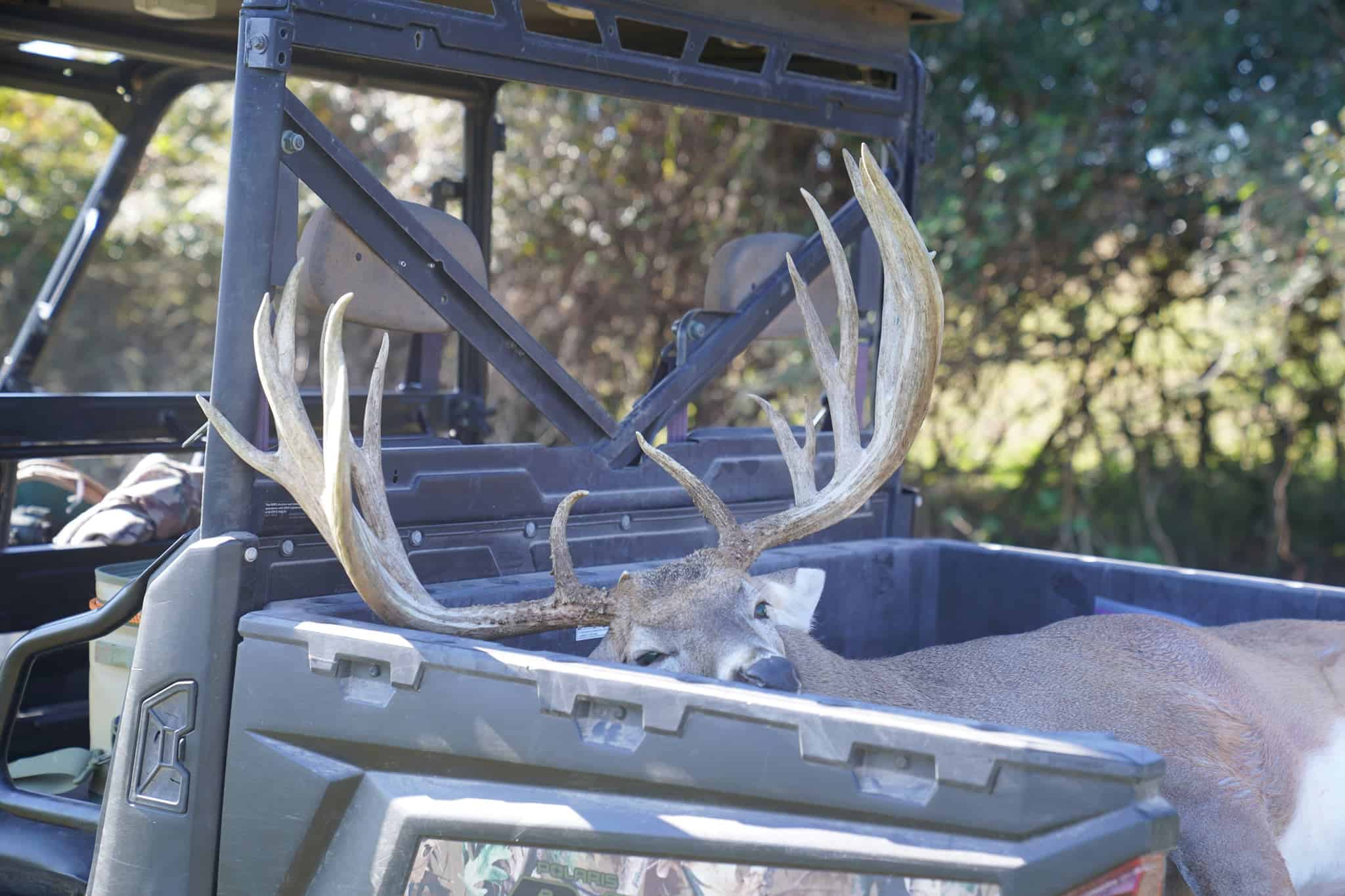 M3 Whitetails are Texas deer breeders that specialize in raising and selling whitetail Breeder Bucks, whitetail DMP Bucks, whitetail Stocker Bucks, as well as open and bred whitetail does. Big Texas Typicals are what buyers want when buying Texas DMP Bucks, Stocker Bucks, and Breeder Bucks. Our whitetail deer for sale are sure to impress prospective buyers and are priced competitively.