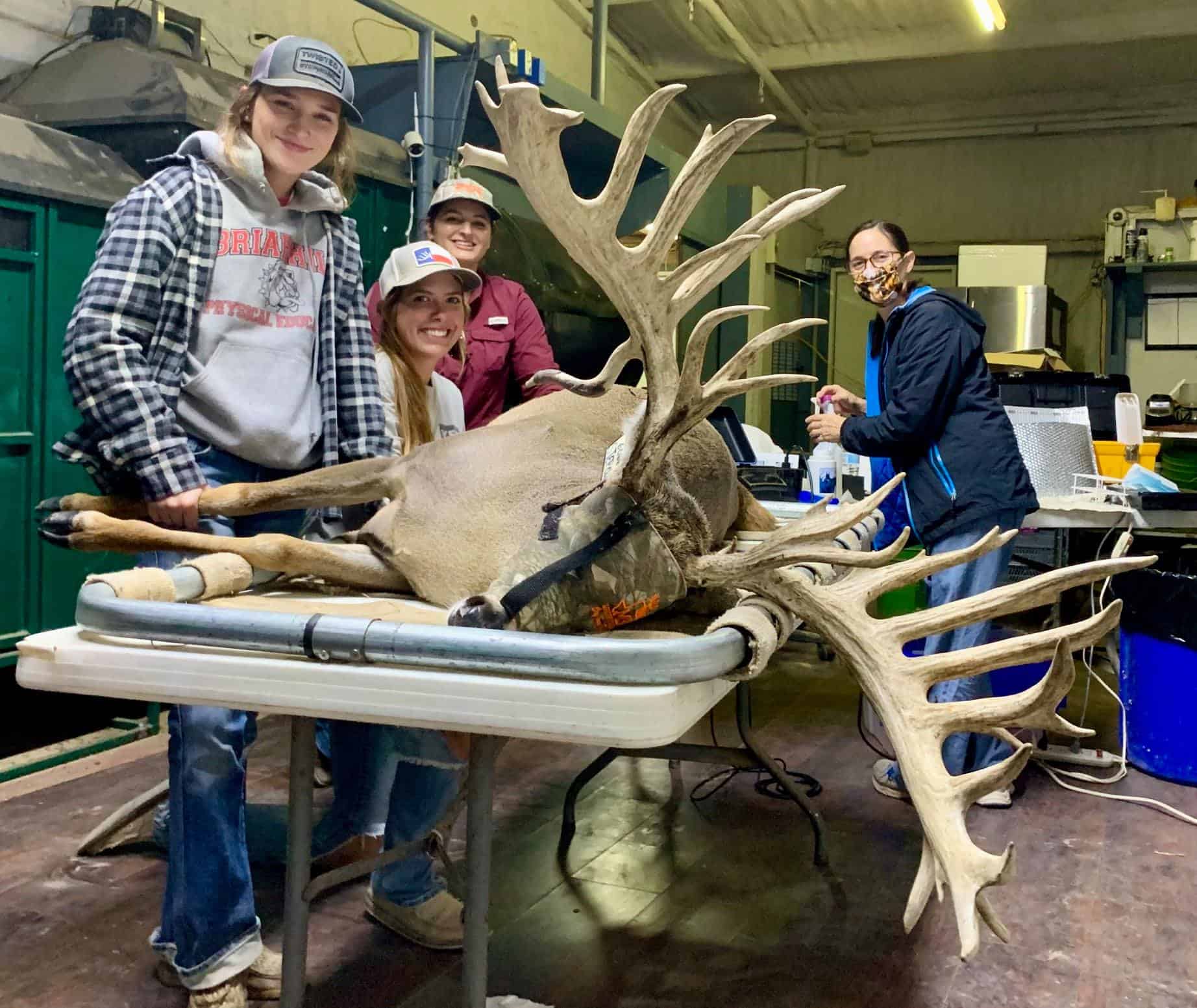 M3 Whitetails are Texas deer breeders that specialize in raising and selling whitetail Breeder Bucks, whitetail DMP Bucks, whitetail Stocker Bucks, as well as open and bred whitetail does. Big Texas Typicals are what buyers want when buying Texas DMP Bucks, Stocker Bucks, and Breeder Bucks. Our whitetail deer for sale are sure to impress prospective buyers and are priced competitively.