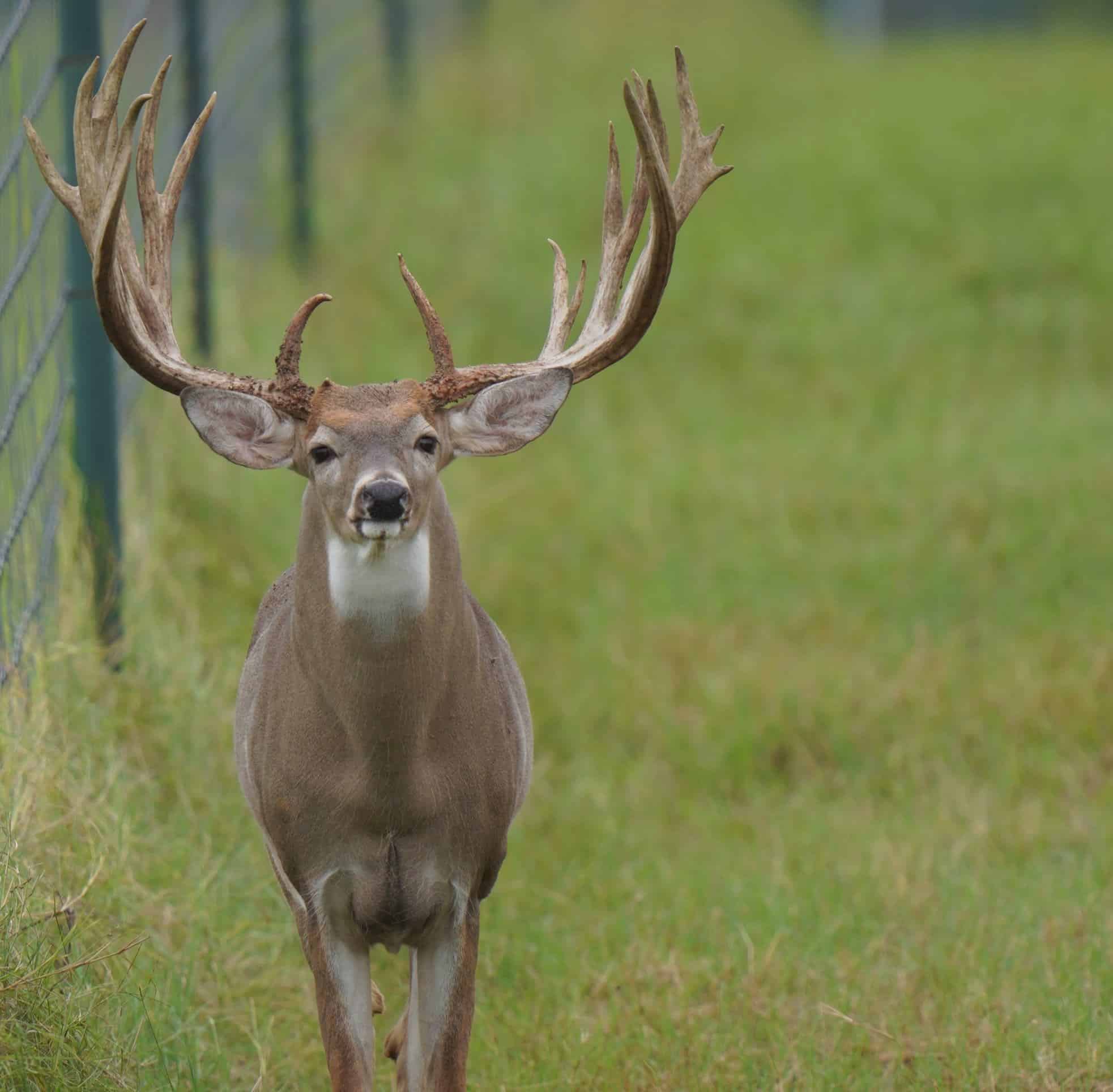 M3 Whitetails are Texas deer breeders that specialize in raising and selling whitetail Breeder Bucks, whitetail DMP Bucks, whitetail Stocker Bucks, as well as open and bred whitetail does. Big Texas Typicals are what buyers want when buying Texas DMP Bucks, Stocker Bucks, and Breeder Bucks. Our whitetail deer for sale are sure to impress prospective buyers and are priced competitively.