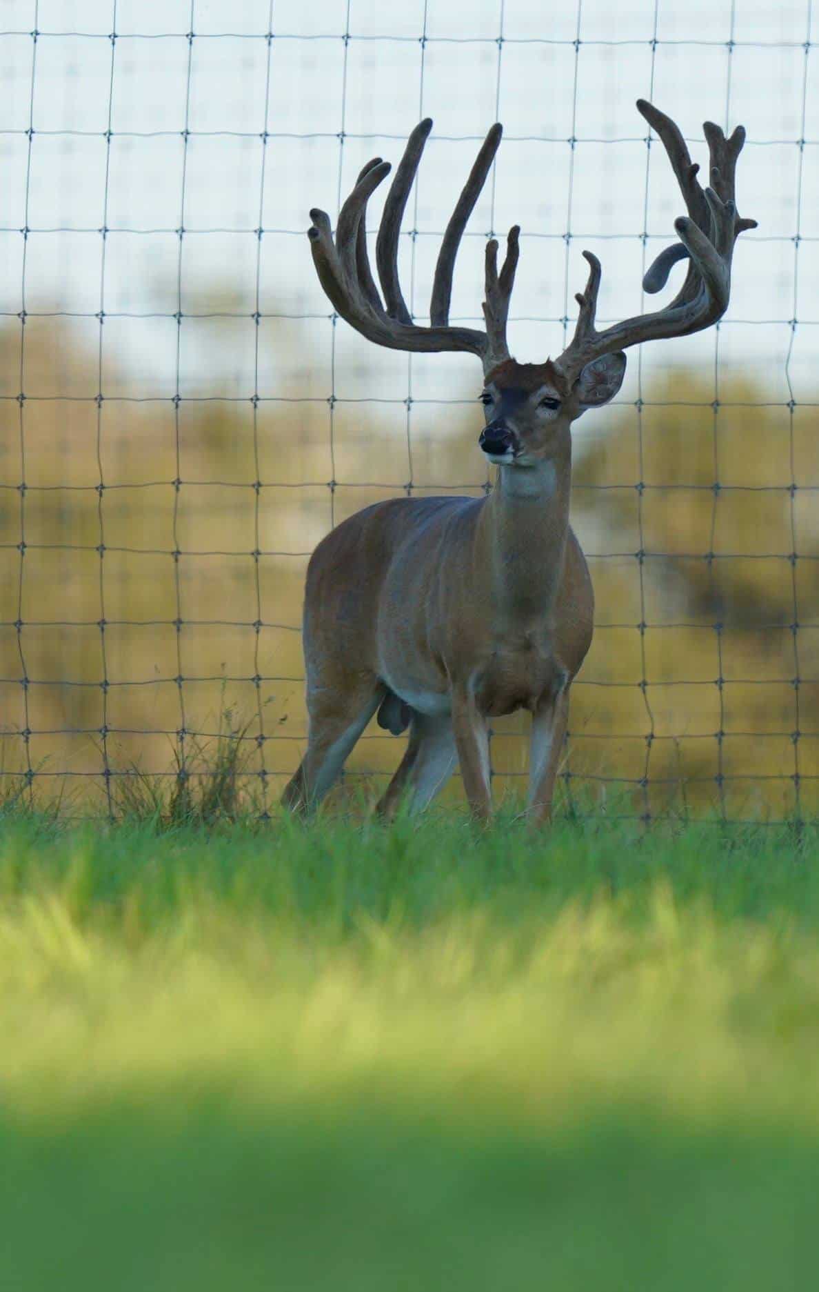 M3 Whitetails are Texas deer breeders that specialize in raising and selling whitetail Breeder Bucks, whitetail DMP Bucks, whitetail Stocker Bucks, as well as open and bred whitetail does. Big Texas Typicals are what buyers want when buying Texas DMP Bucks, Stocker Bucks, and Breeder Bucks. Our whitetail deer for sale are sure to impress prospective buyers and are priced competitively.