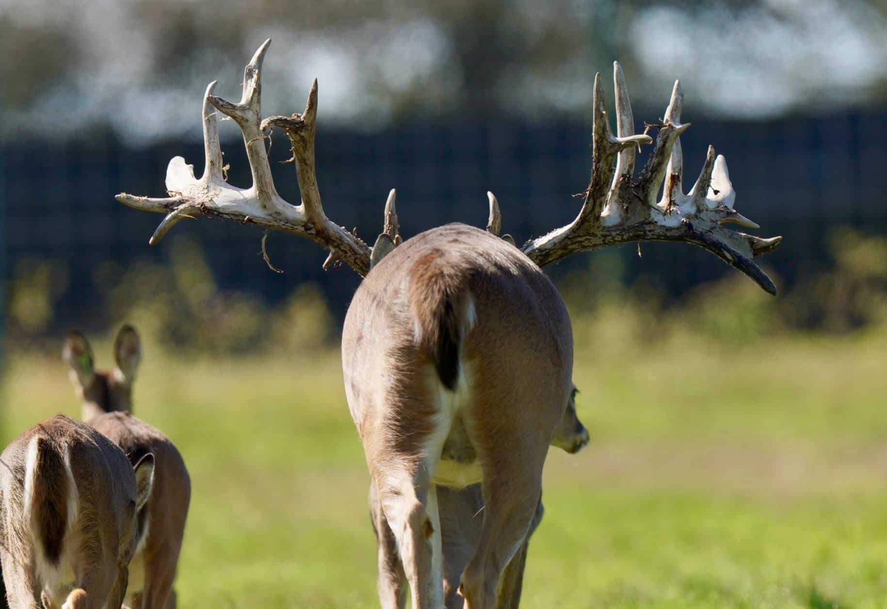 M3 Whitetails are Texas deer breeders that specialize in raising and selling whitetail Breeder Bucks, whitetail DMP Bucks, whitetail Stocker Bucks, as well as open and bred whitetail does. Big Texas Typicals are what buyers want when buying Texas DMP Bucks, Stocker Bucks, and Breeder Bucks. Our whitetail deer for sale are sure to impress prospective buyers and are priced competitively.