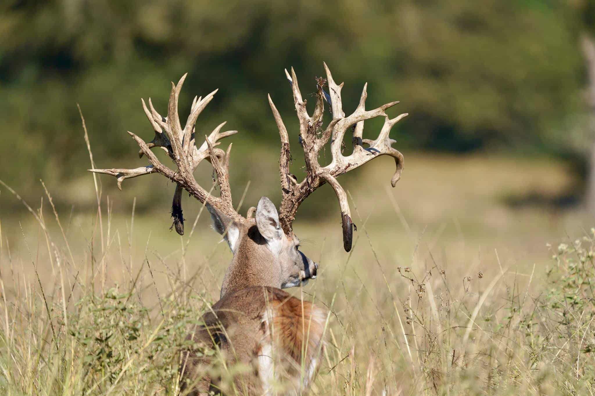M3 Whitetails are Texas deer breeders that specialize in raising and selling whitetail Breeder Bucks, whitetail DMP Bucks, whitetail Stocker Bucks, as well as open and bred whitetail does. Big Texas Typicals are what buyers want when buying Texas DMP Bucks, Stocker Bucks, and Breeder Bucks.  Our whitetail deer for sale are sure to impress prospective buyers and are priced competitively.
