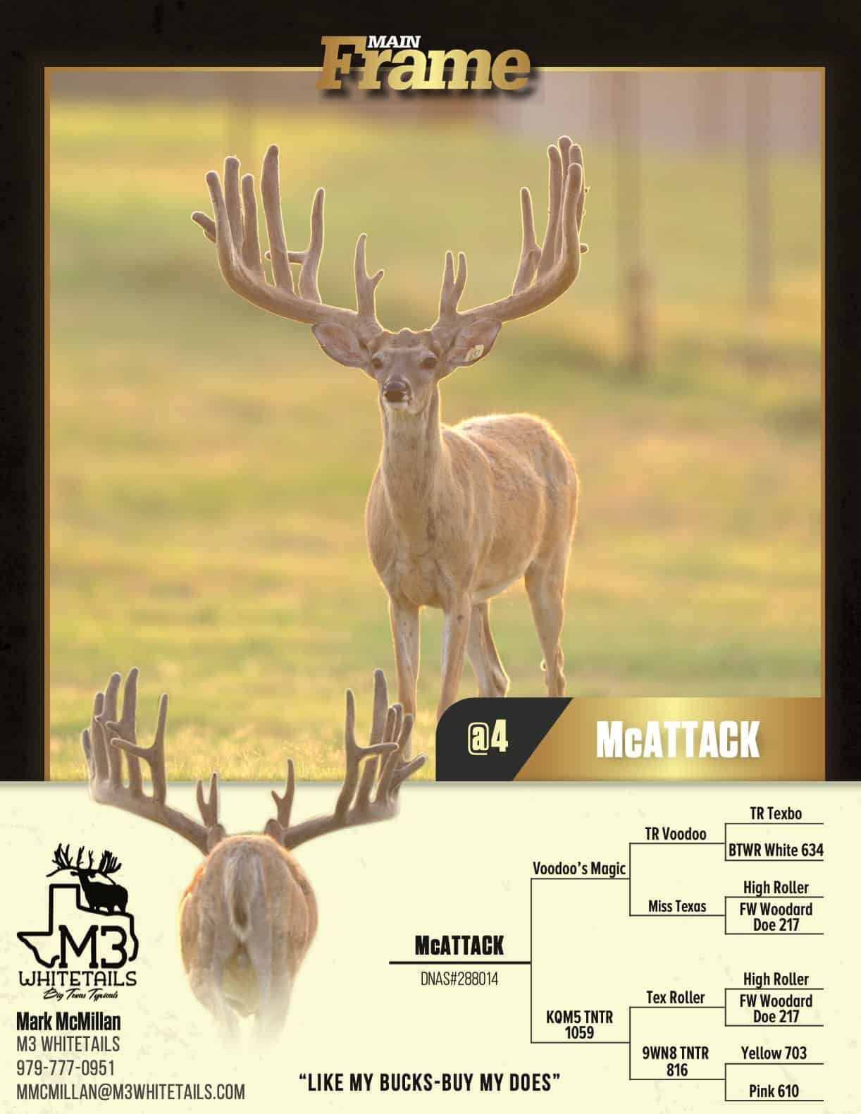 M3 Whitetails are Texas deer breeders that specialize in raising and selling whitetail Breeder Bucks, whitetail DMP Bucks, whitetail Stocker Bucks, as well as open and bred whitetail does. Big Texas Typicals are what buyers want when buying Texas DMP Bucks, Stocker Bucks, and Breeder Bucks. Our whitetail deer for sale are sure to impress prospective buyers and are priced competitively.