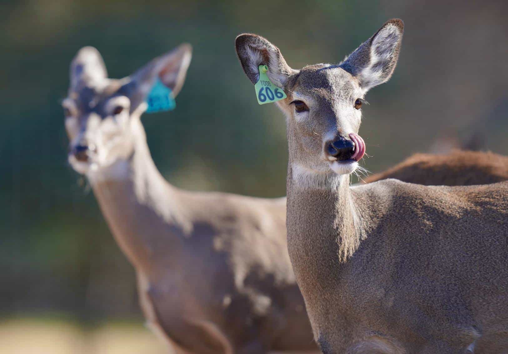 M3 Whitetails are Texas deer breeders that specialize in raising and selling whitetail Breeder Bucks, whitetail DMP Bucks, whitetail Stocker Bucks, as well as open and bred whitetail does. Big Texas Typicals are what buyers want when buying Texas DMP Bucks, Stocker Bucks, and Breeder Bucks. Our whitetail deer for sale are sure to impress prospective buyers and are priced competitively.