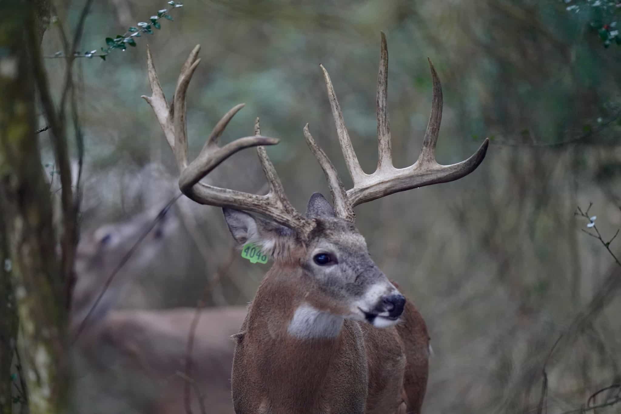 M3 Whitetails are Texas deer breeders that specialize in raising and selling whitetail Breeder Bucks, whitetail DMP Bucks, whitetail Stocker Bucks, as well as open and bred whitetail does. Big Texas Typicals are what buyers want when buying Texas DMP Bucks, Stocker Bucks, and Breeder Bucks. Our whitetail deer for sale are sure to impress prospective buyers and are priced competitively.