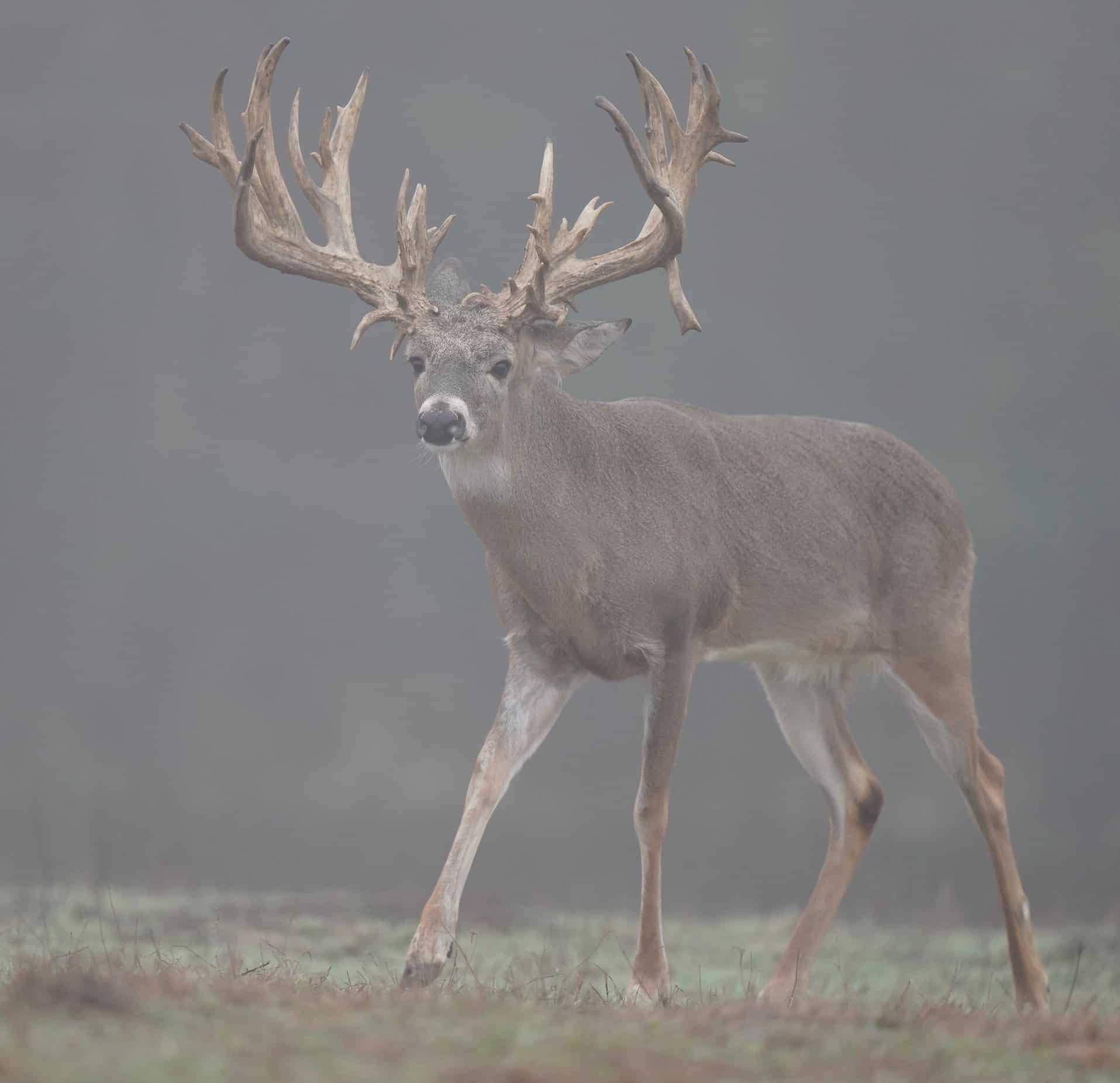 M3 Whitetails are Texas deer breeders that specialize in raising and selling whitetail Breeder Bucks, whitetail DMP Bucks, whitetail Stocker Bucks, as well as open and bred whitetail does. Big Texas Typicals are what buyers want when buying Texas DMP Bucks, Stocker Bucks, and Breeder Bucks. Our whitetail deer for sale are sure to impress prospective buyers and are priced competitively.