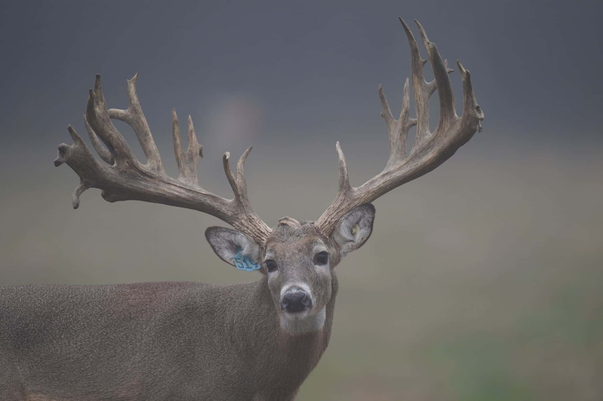 M3 Whitetails are Texas deer breeders that specialize in raising and selling whitetail Breeder Bucks, whitetail DMP Bucks, whitetail Stocker Bucks, as well as open and bred whitetail does. Big Texas Typicals are what buyers want when buying Texas DMP Bucks, Stocker Bucks, and Breeder Bucks. Our whitetail deer for sale are sure to impress prospective buyers and are priced competitively.