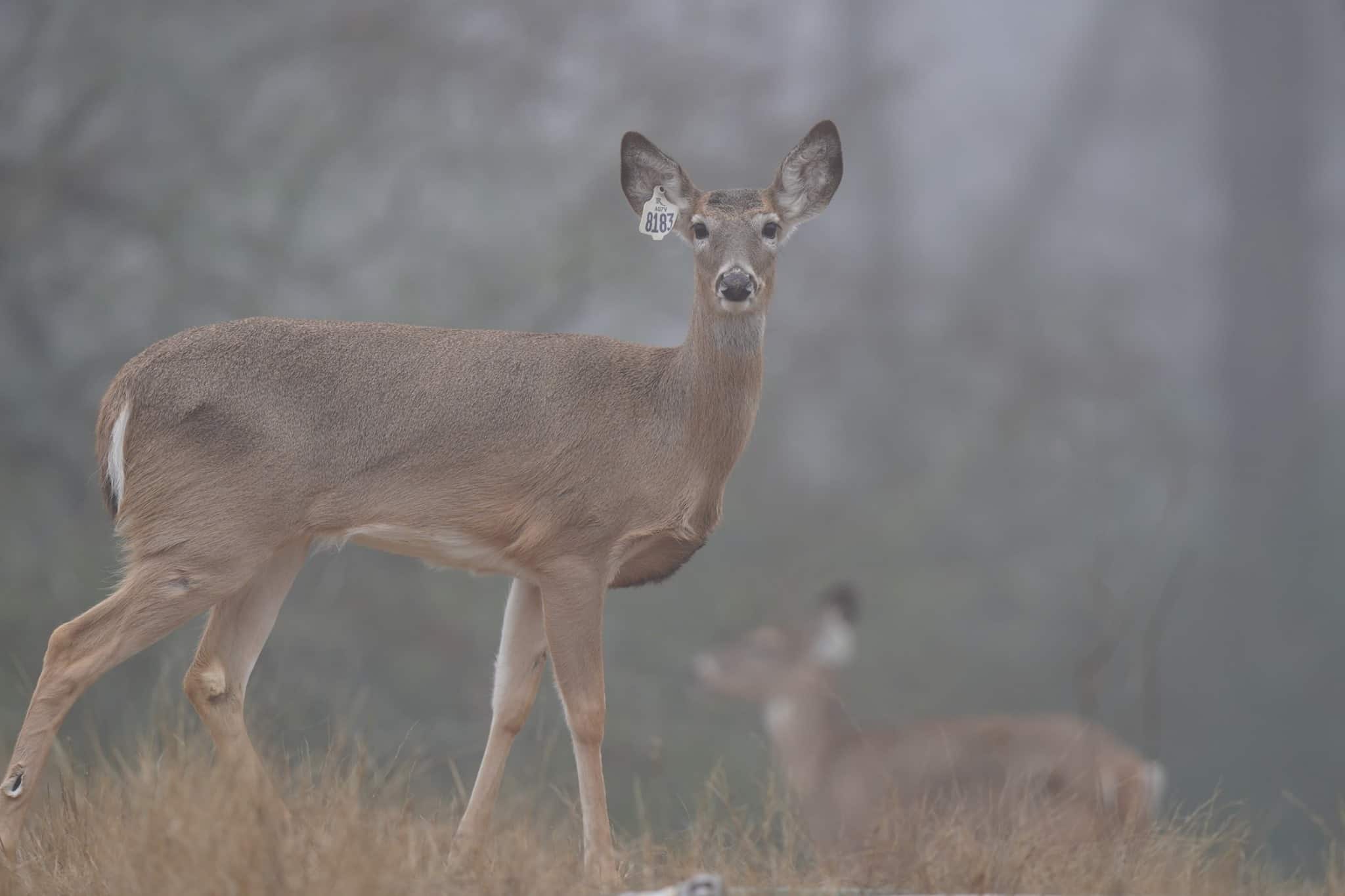 M3 Whitetails are Texas deer breeders that specialize in raising and selling whitetail Breeder Bucks, whitetail DMP Bucks, whitetail Stocker Bucks, as well as open and bred whitetail does. Big Texas Typicals are what buyers want when buying Texas DMP Bucks, Stocker Bucks, and Breeder Bucks. Our whitetail deer for sale are sure to impress prospective buyers and are priced competitively.