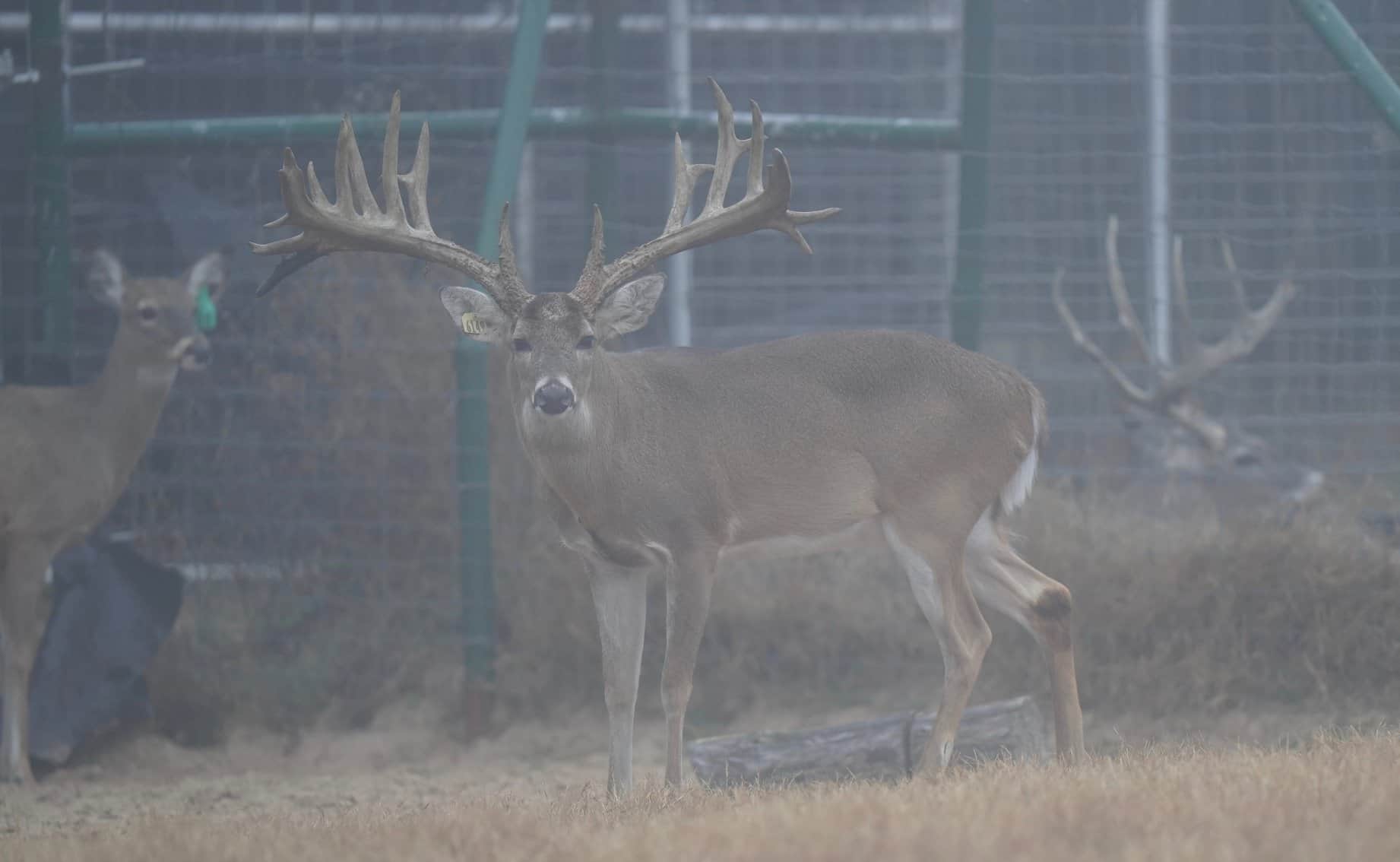 M3 Whitetails are Texas deer breeders that specialize in raising and selling whitetail Breeder Bucks, whitetail DMP Bucks, whitetail Stocker Bucks, as well as open and bred whitetail does. Big Texas Typicals are what buyers want when buying Texas DMP Bucks, Stocker Bucks, and Breeder Bucks. Our whitetail deer for sale are sure to impress prospective buyers and are priced competitively.