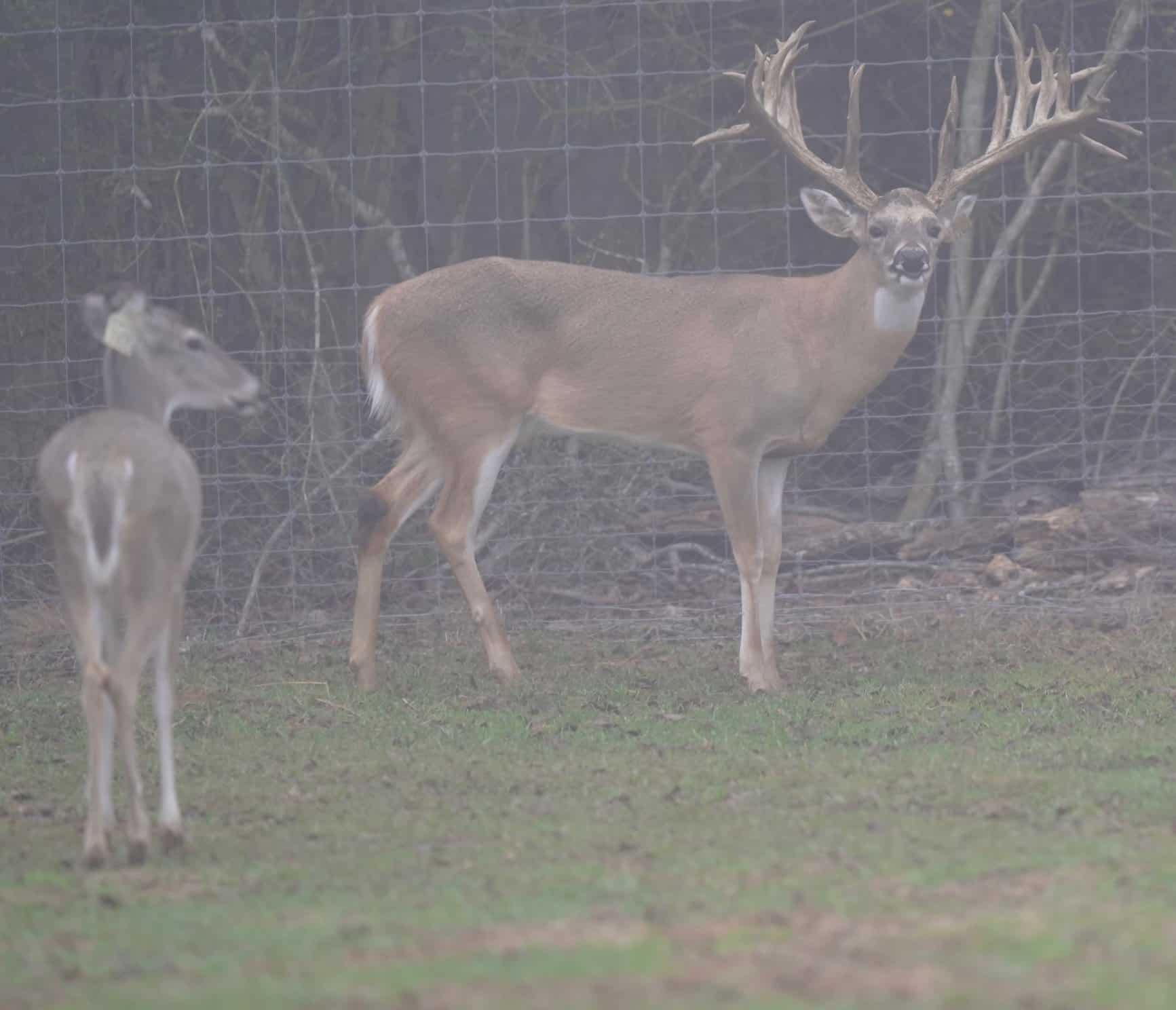 M3 Whitetails are Texas deer breeders that specialize in raising and selling whitetail Breeder Bucks, whitetail DMP Bucks, whitetail Stocker Bucks, as well as open and bred whitetail does. Big Texas Typicals are what buyers want when buying Texas DMP Bucks, Stocker Bucks, and Breeder Bucks. Our whitetail deer for sale are sure to impress prospective buyers and are priced competitively.