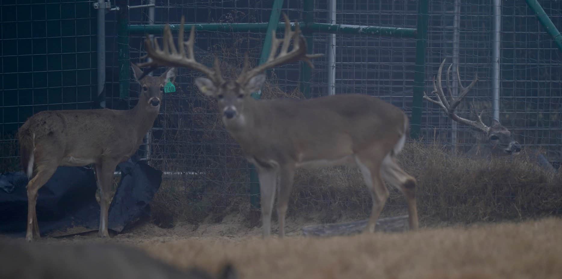 M3 Whitetails are Texas deer breeders that specialize in raising and selling whitetail Breeder Bucks, whitetail DMP Bucks, whitetail Stocker Bucks, as well as open and bred whitetail does. Big Texas Typicals are what buyers want when buying Texas DMP Bucks, Stocker Bucks, and Breeder Bucks. Our whitetail deer for sale are sure to impress prospective buyers and are priced competitively.