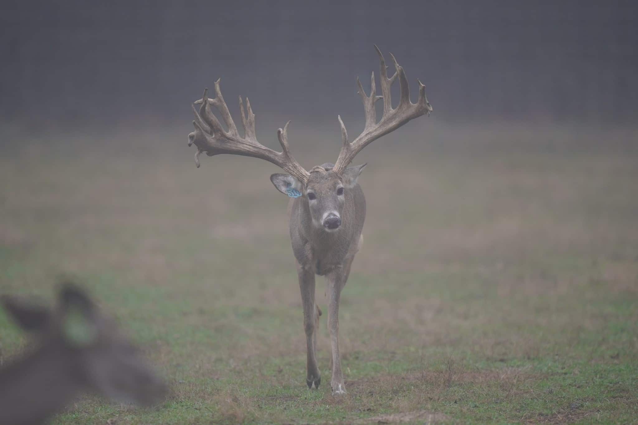 M3 Whitetails are Texas deer breeders that specialize in raising and selling whitetail Breeder Bucks, whitetail DMP Bucks, whitetail Stocker Bucks, as well as open and bred whitetail does. Big Texas Typicals are what buyers want when buying Texas DMP Bucks, Stocker Bucks, and Breeder Bucks. Our whitetail deer for sale are sure to impress prospective buyers and are priced competitively.