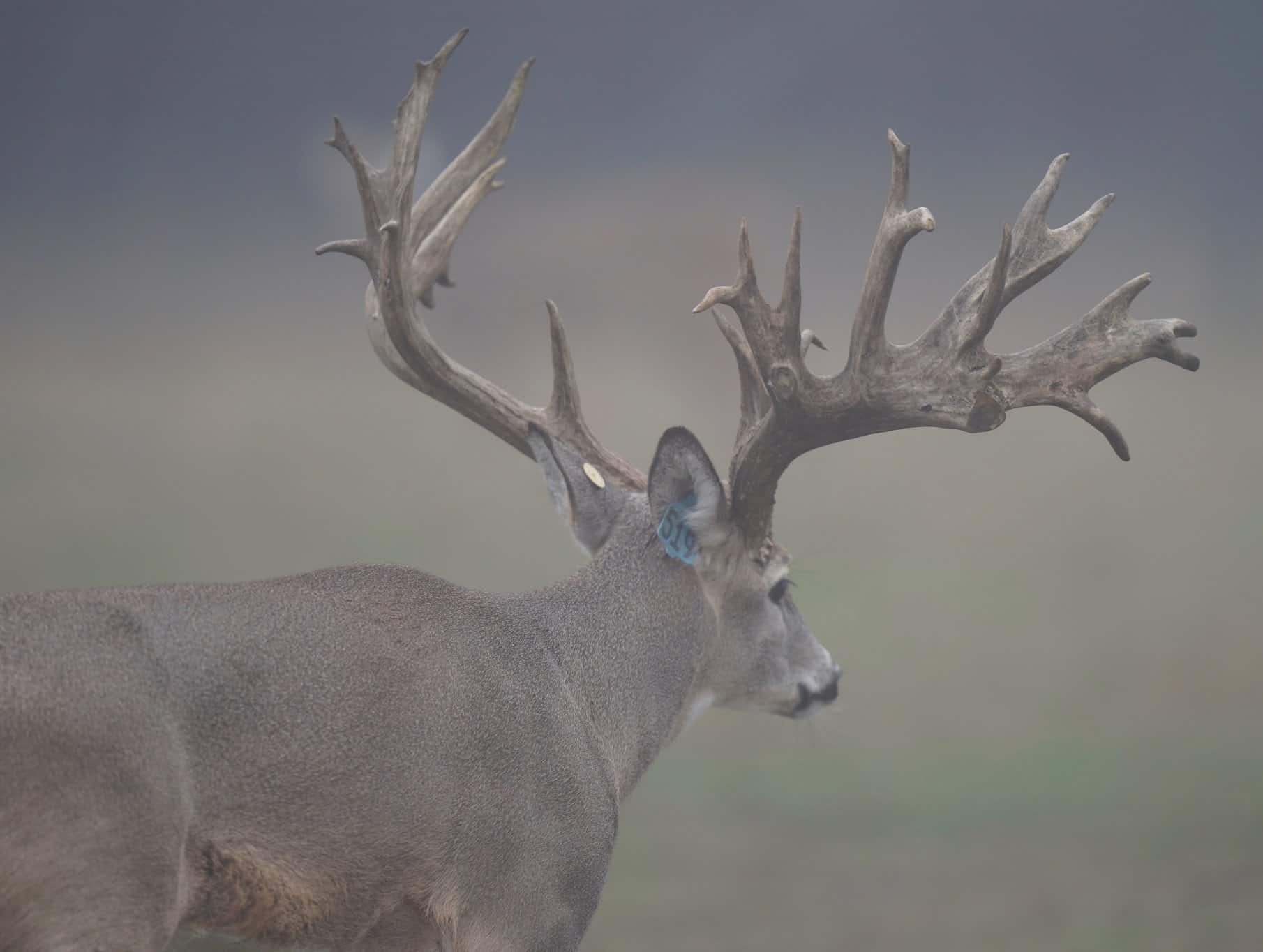 M3 Whitetails are Texas deer breeders that specialize in raising and selling whitetail Breeder Bucks, whitetail DMP Bucks, whitetail Stocker Bucks, as well as open and bred whitetail does. Big Texas Typicals are what buyers want when buying Texas DMP Bucks, Stocker Bucks, and Breeder Bucks. Our whitetail deer for sale are sure to impress prospective buyers and are priced competitively.