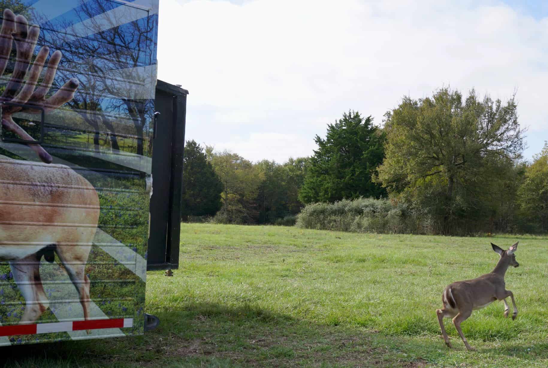 M3 Whitetails are Texas deer breeders that specialize in raising and selling whitetail Breeder Bucks, whitetail DMP Bucks, whitetail Stocker Bucks, as well as open and bred whitetail does. Big Texas Typicals are what buyers want when buying Texas DMP Bucks, Stocker Bucks, and Breeder Bucks.  Our whitetail deer for sale are sure to impress prospective buyers and are priced competitively.