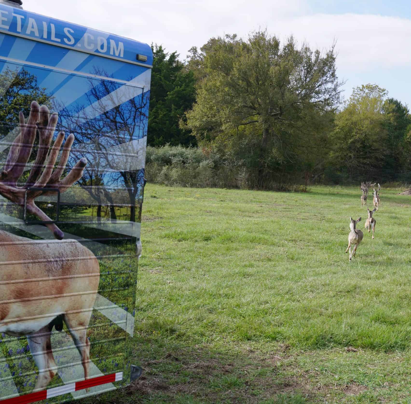 M3 Whitetails are Texas deer breeders that specialize in raising and selling whitetail Breeder Bucks, whitetail DMP Bucks, whitetail Stocker Bucks, as well as open and bred whitetail does. Big Texas Typicals are what buyers want when buying Texas DMP Bucks, Stocker Bucks, and Breeder Bucks. Our whitetail deer for sale are sure to impress prospective buyers and are priced competitively.