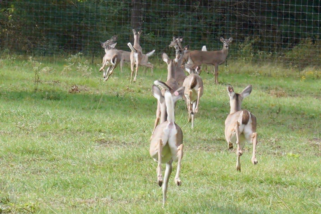 M3 Whitetails are Texas deer breeders that specialize in raising and selling whitetail Breeder Bucks, whitetail DMP Bucks, whitetail Stocker Bucks, as well as open and bred whitetail does. Big Texas Typicals are what buyers want when buying Texas DMP Bucks, Stocker Bucks, and Breeder Bucks. Our whitetail deer for sale are sure to impress prospective buyers and are priced competitively.