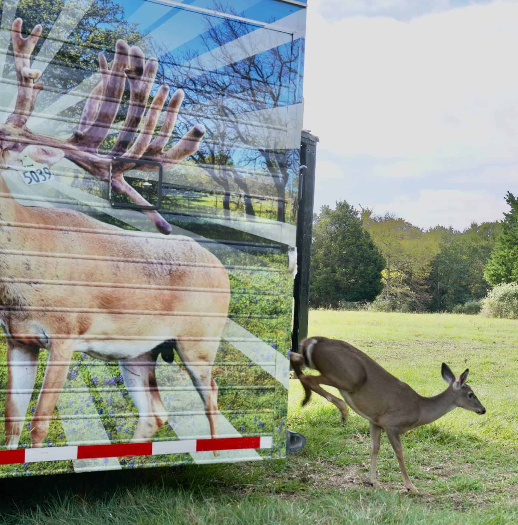 M3 Whitetails are Texas deer breeders that specialize in raising and selling whitetail Breeder Bucks, whitetail DMP Bucks, whitetail Stocker Bucks, as well as open and bred whitetail does. Big Texas Typicals are what buyers want when buying Texas DMP Bucks, Stocker Bucks, and Breeder Bucks.  Our whitetail deer for sale are sure to impress prospective buyers and are priced competitively.