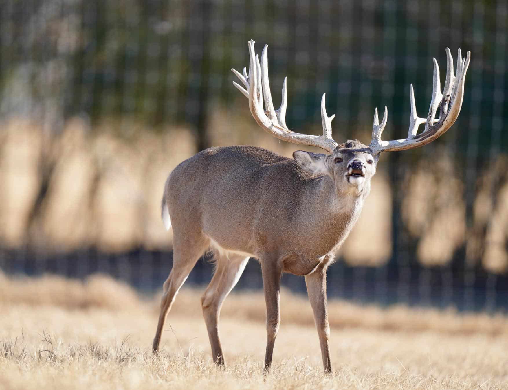 whitetail deer for sale in texas