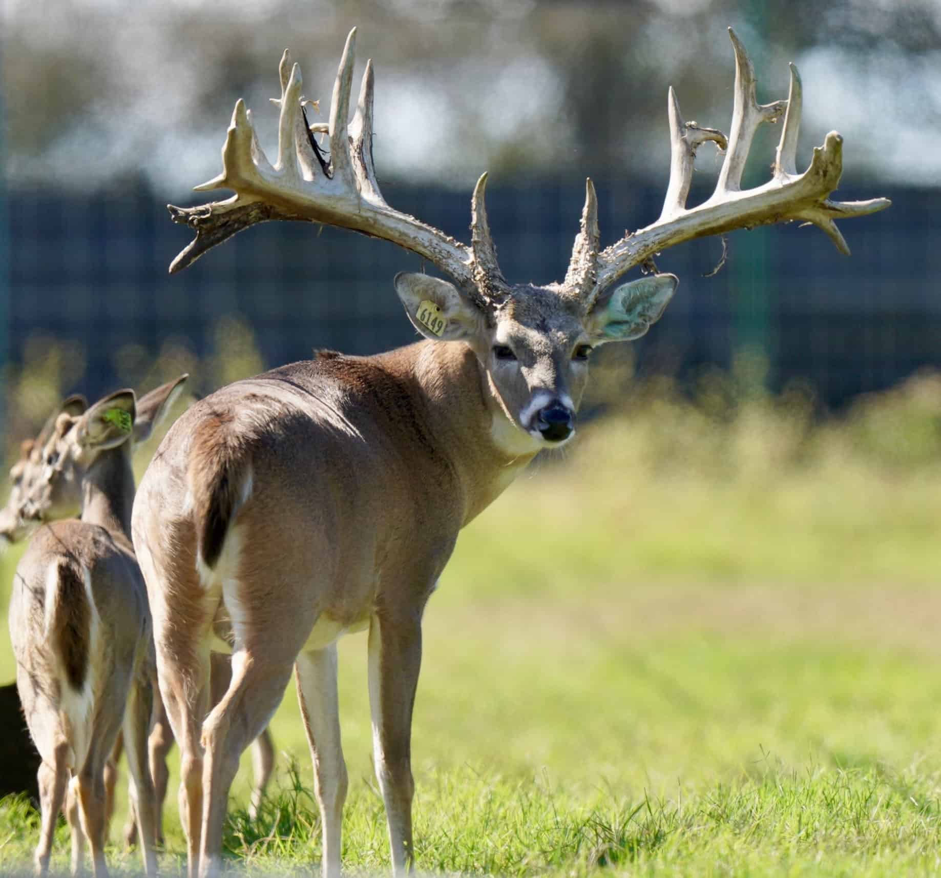 M3 Whitetails are Texas deer breeders that specialize in raising and selling whitetail Breeder Bucks, whitetail DMP Bucks, whitetail Stocker Bucks, as well as open and bred whitetail does. Big Texas Typicals are what buyers want when buying Texas DMP Bucks, Stocker Bucks, and Breeder Bucks. Our whitetail deer for sale are sure to impress prospective buyers and are priced competitively.