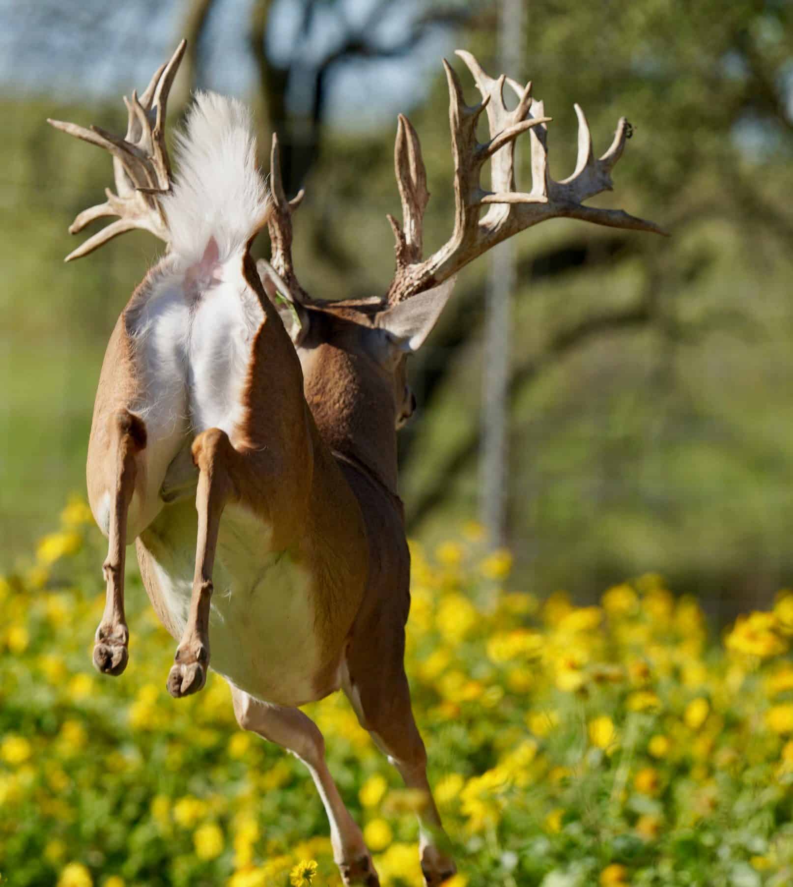M3 Whitetails are Texas deer breeders that specialize in raising and selling whitetail Breeder Bucks, whitetail DMP Bucks, whitetail Stocker Bucks, as well as open and bred whitetail does. Big Texas Typicals are what buyers want when buying Texas DMP Bucks, Stocker Bucks, and Breeder Bucks. Our whitetail deer for sale are sure to impress prospective buyers and are priced competitively.