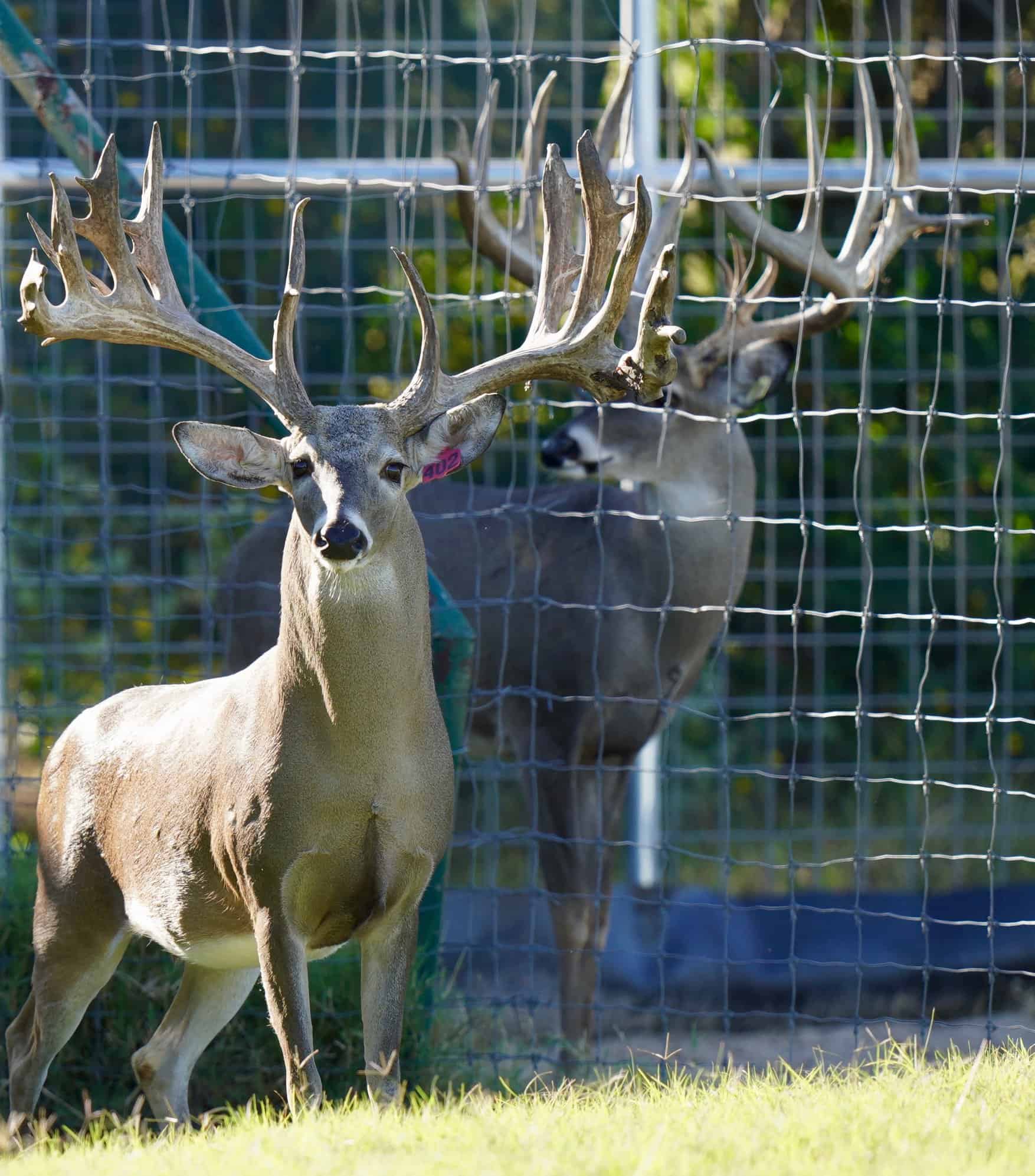 M3 Whitetails are Texas deer breeders that specialize in raising and selling whitetail Breeder Bucks, whitetail DMP Bucks, whitetail Stocker Bucks, as well as open and bred whitetail does. Big Texas Typicals are what buyers want when buying Texas DMP Bucks, Stocker Bucks, and Breeder Bucks. Our whitetail deer for sale are sure to impress prospective buyers and are priced competitively.