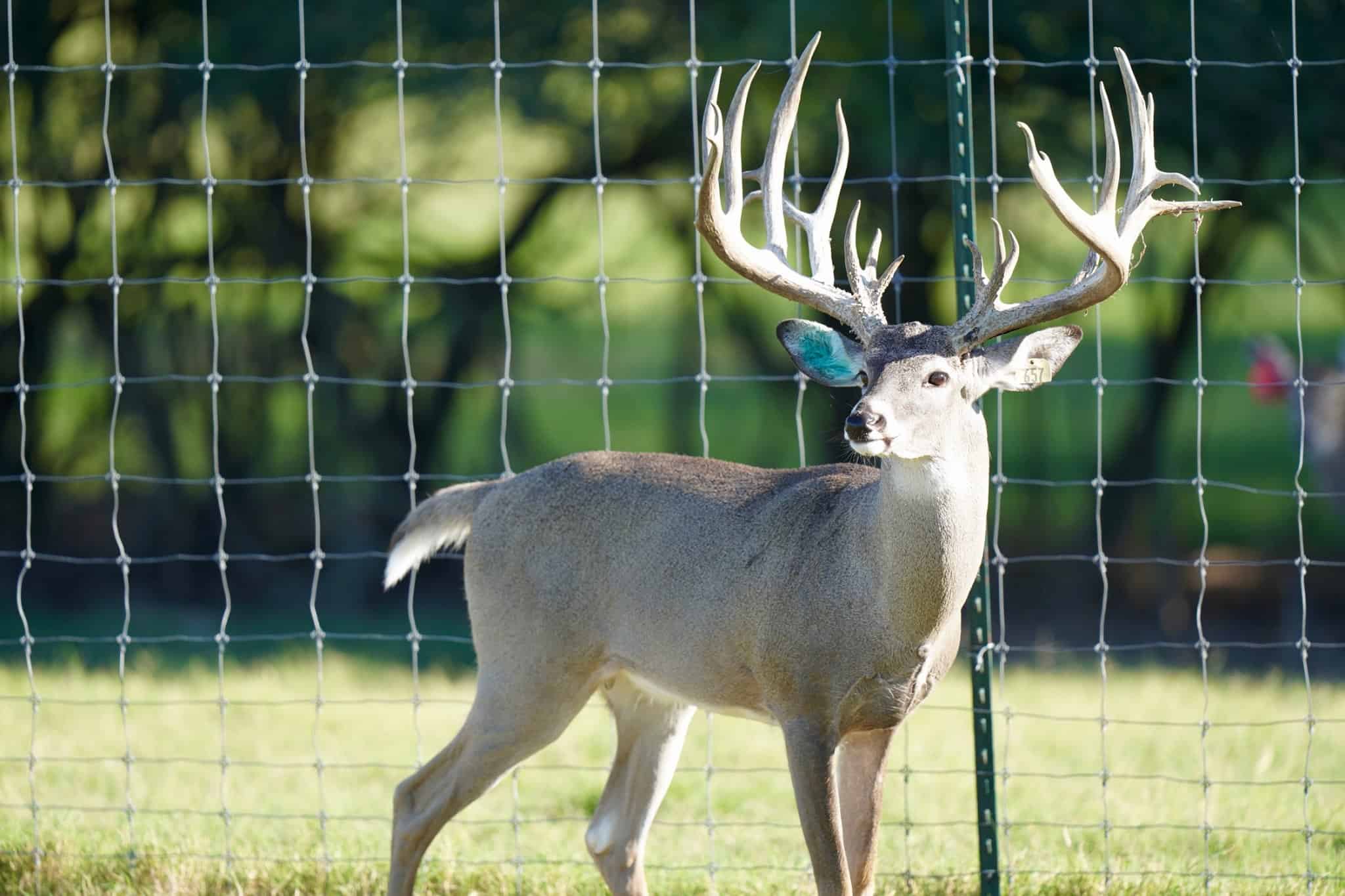 M3 Whitetails are Texas deer breeders that specialize in raising and selling whitetail Breeder Bucks, whitetail DMP Bucks, whitetail Stocker Bucks, as well as open and bred whitetail does. Big Texas Typicals are what buyers want when buying Texas DMP Bucks, Stocker Bucks, and Breeder Bucks. Our whitetail deer for sale are sure to impress prospective buyers and are priced competitively.