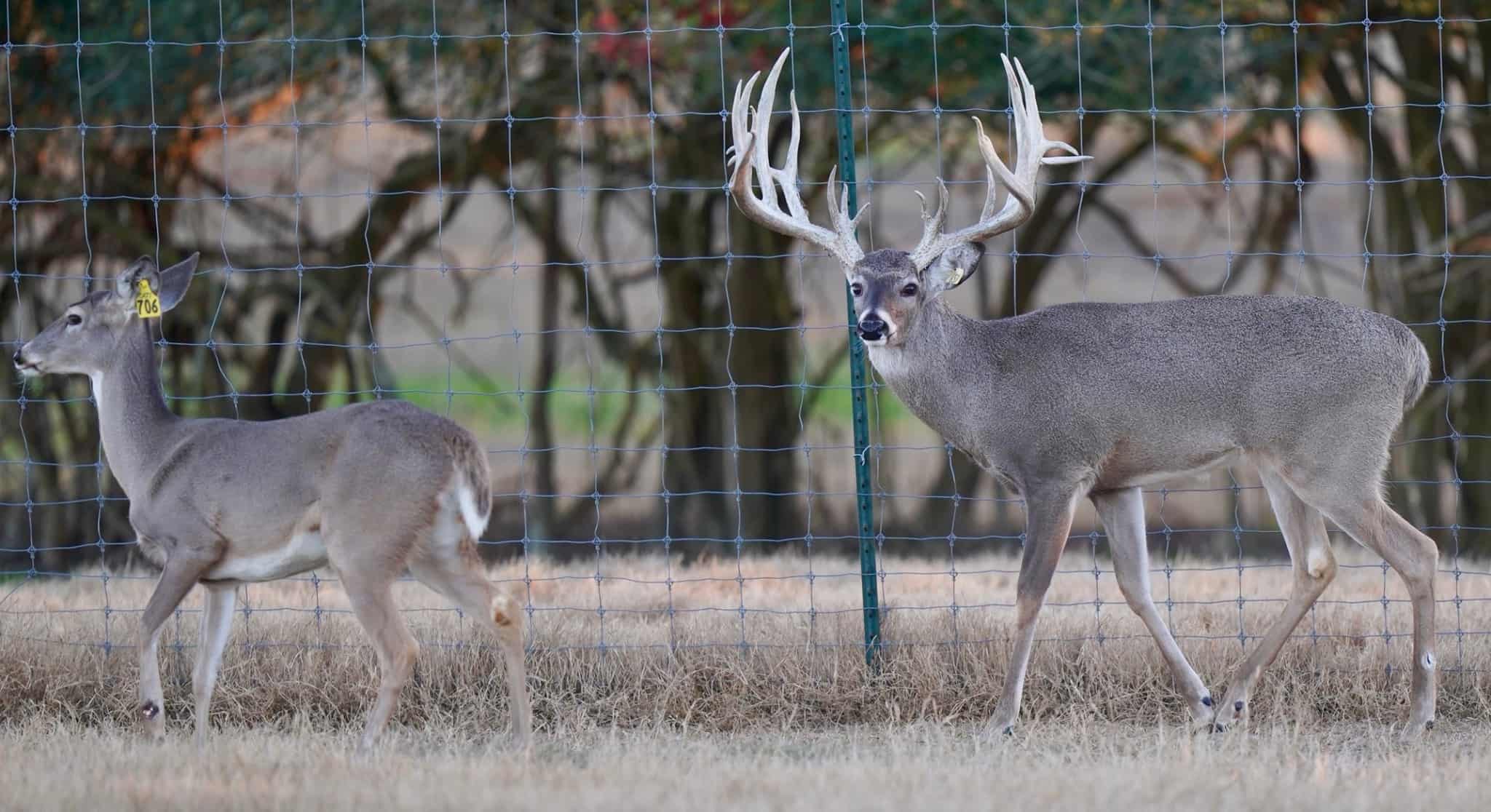 M3 Whitetails are Texas deer breeders that specialize in raising and selling whitetail Breeder Bucks, whitetail DMP Bucks, whitetail Stocker Bucks, as well as open and bred whitetail does. Big Texas Typicals are what buyers want when buying Texas DMP Bucks, Stocker Bucks, and Breeder Bucks. Our whitetail deer for sale are sure to impress prospective buyers and are priced competitively.