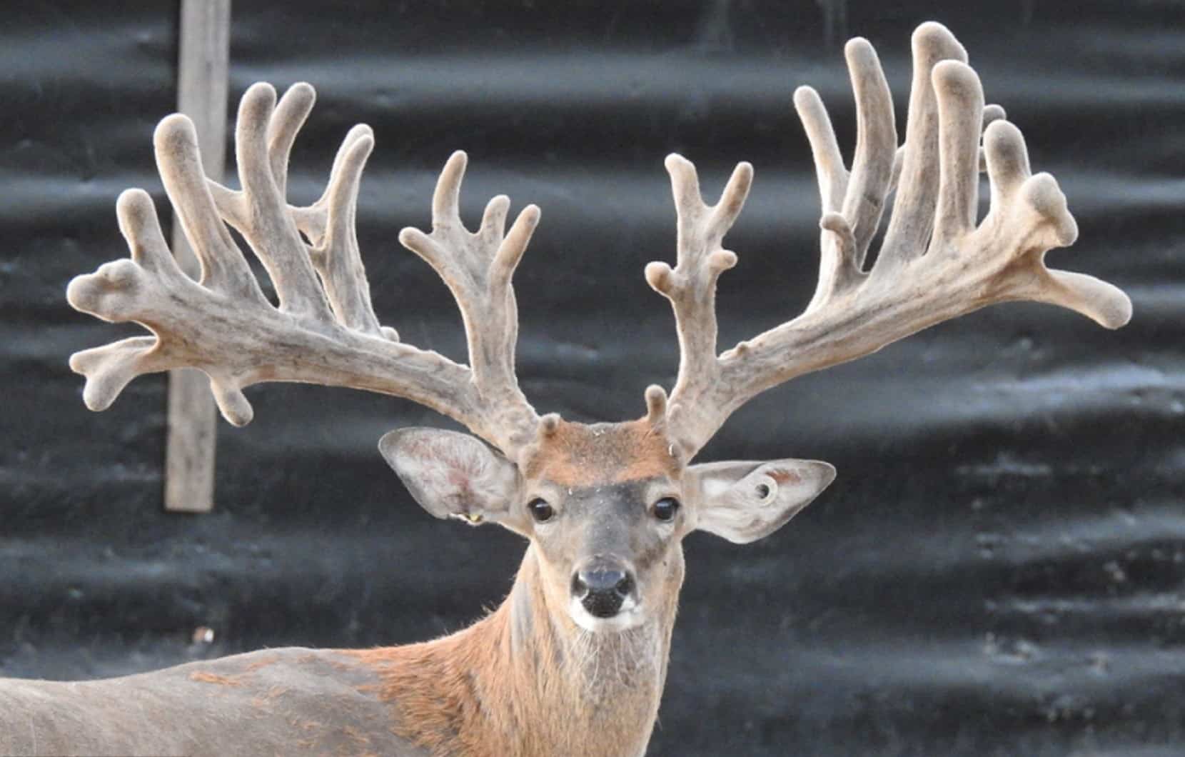 M3 Whitetails are Texas deer breeders that specialize in raising and selling whitetail Breeder Bucks, whitetail DMP Bucks, whitetail Stocker Bucks, as well as open and bred whitetail does. Big Texas Typicals are what buyers want when buying Texas DMP Bucks, Stocker Bucks, and Breeder Bucks. Our whitetail deer for sale are sure to impress prospective buyers and are priced competitively.