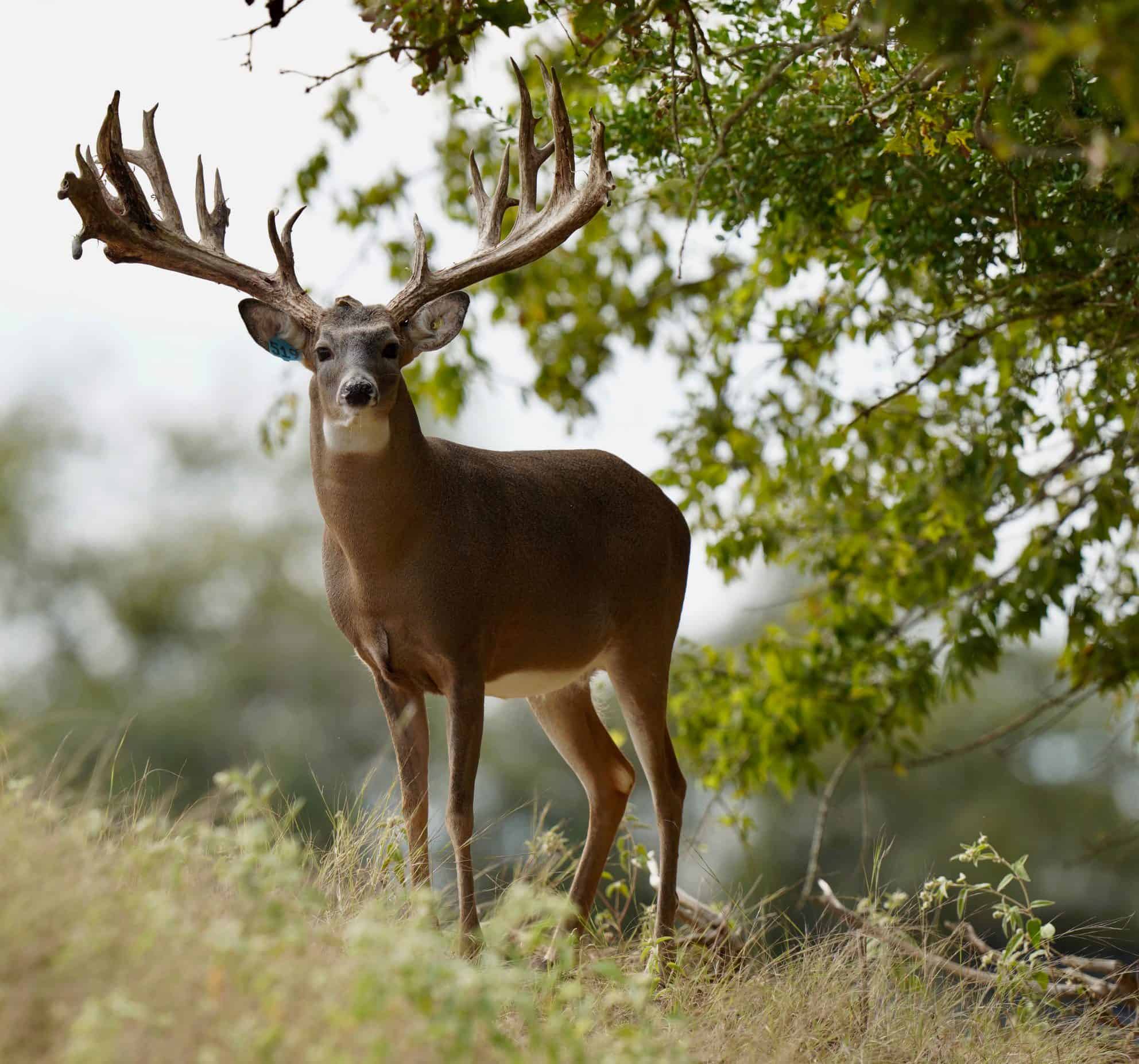 M3 Whitetails are Texas deer breeders that specialize in raising and selling whitetail Breeder Bucks, whitetail DMP Bucks, whitetail Stocker Bucks, as well as open and bred whitetail does. Big Texas Typicals are what buyers want when buying Texas DMP Bucks, Stocker Bucks, and Breeder Bucks. Our whitetail deer for sale are sure to impress prospective buyers and are priced competitively.