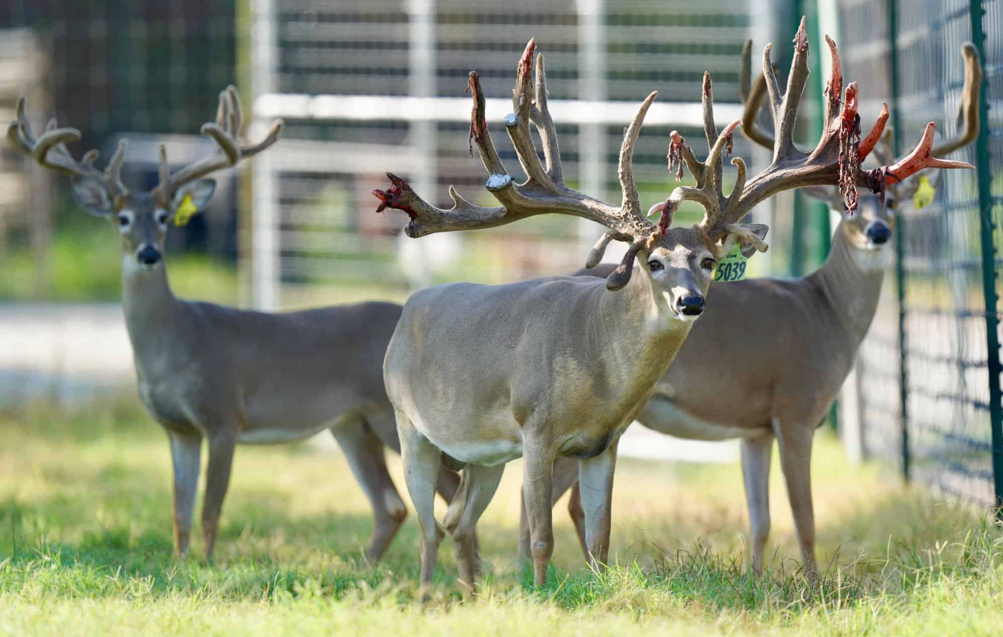 M3 Whitetails are Texas deer breeders that specialize in raising and selling whitetail Breeder Bucks, whitetail DMP Bucks, whitetail Stocker Bucks, as well as open and bred whitetail does. Big Texas Typicals are what buyers want when buying Texas DMP Bucks, Stocker Bucks, and Breeder Bucks. Our whitetail deer for sale are sure to impress prospective buyers and are priced competitively.